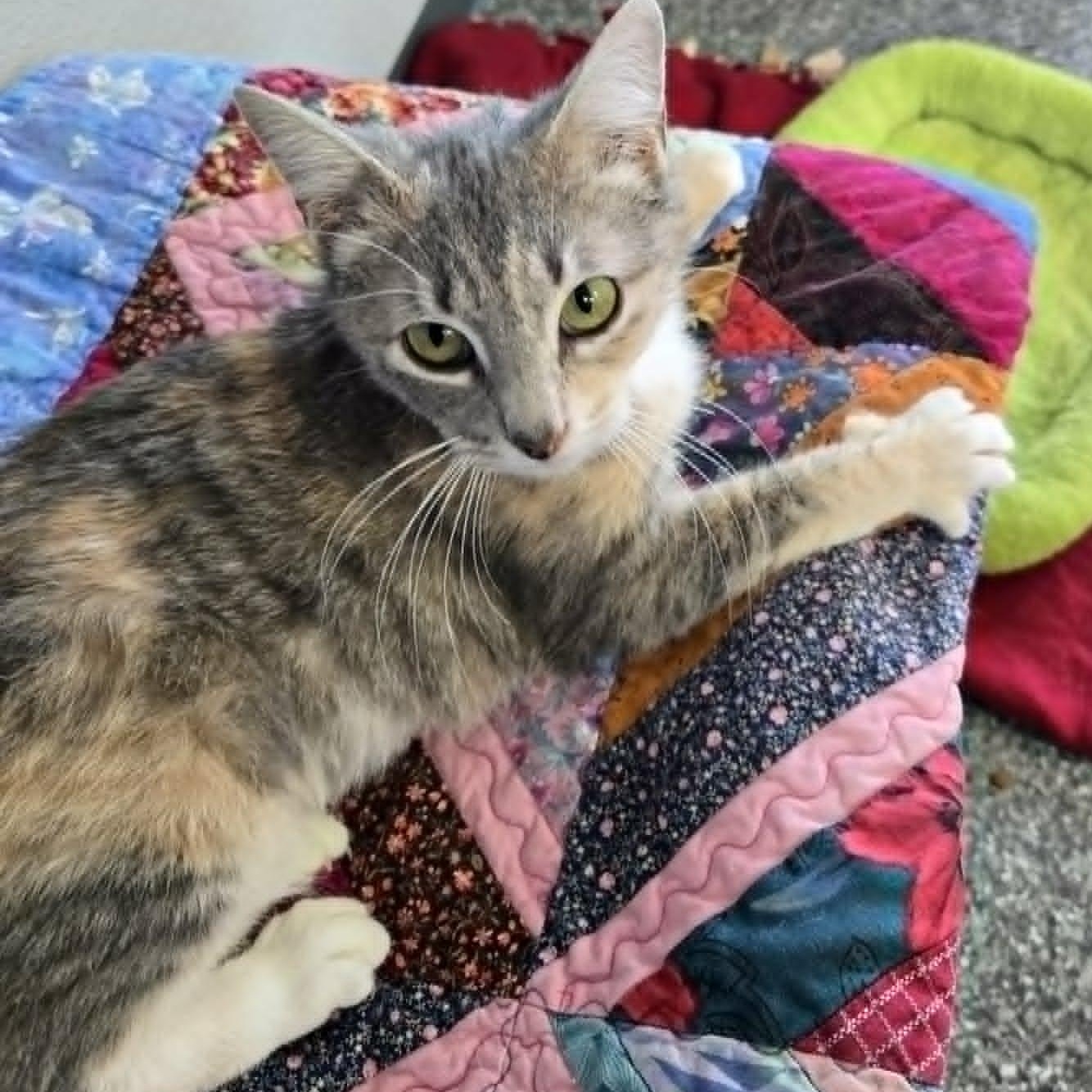 Anchovy, adopted, Young Female Domestic Short Hair.