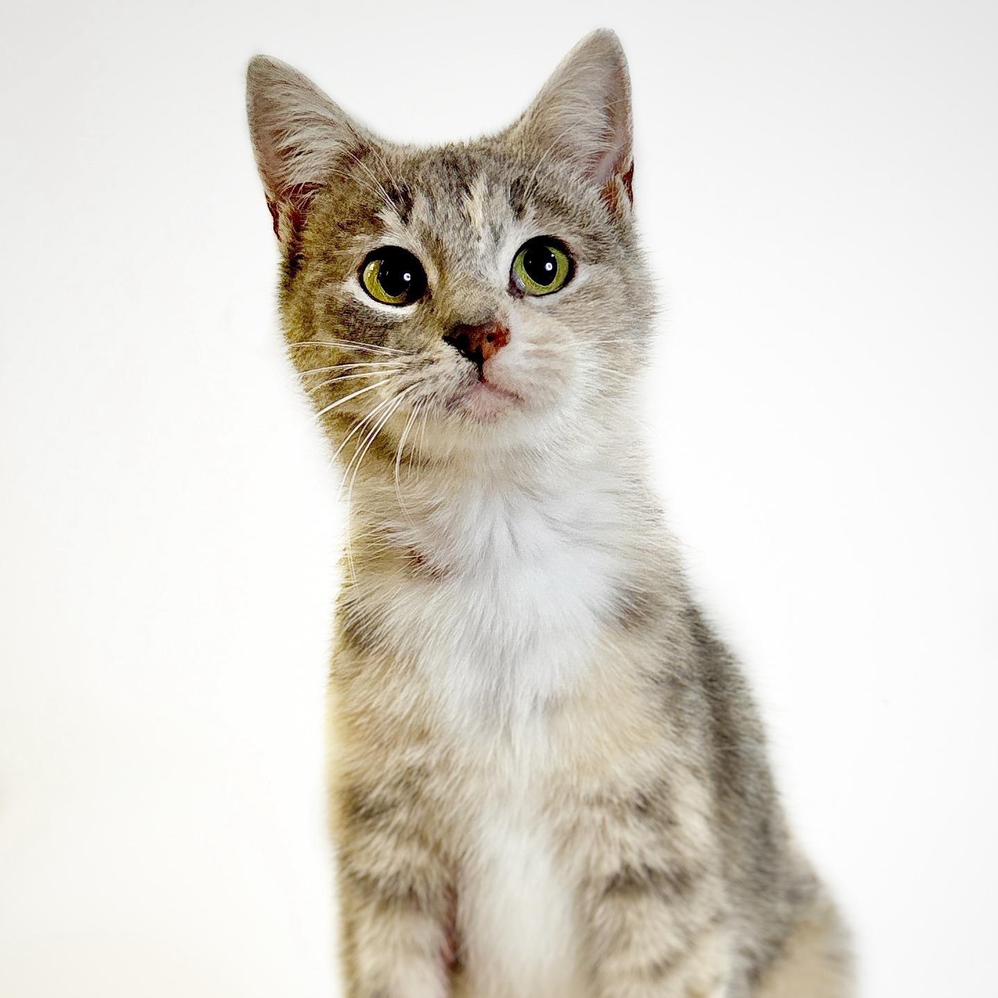 Anchovy, an adopted Domestic Short Hair in Watertown, WI image 2/3