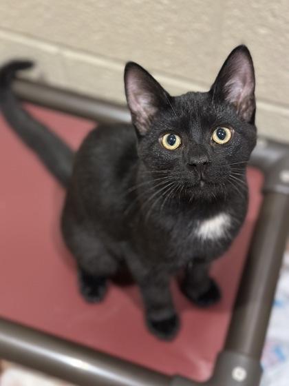 Enlarge Bob, a Adoptable Domestic Short Hair in Jamestown, NY image 1/3
