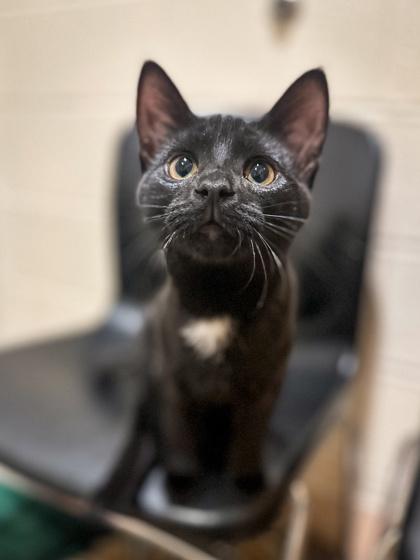 Enlarge Bob, a Adoptable Domestic Short Hair in Jamestown, NY image 3/3