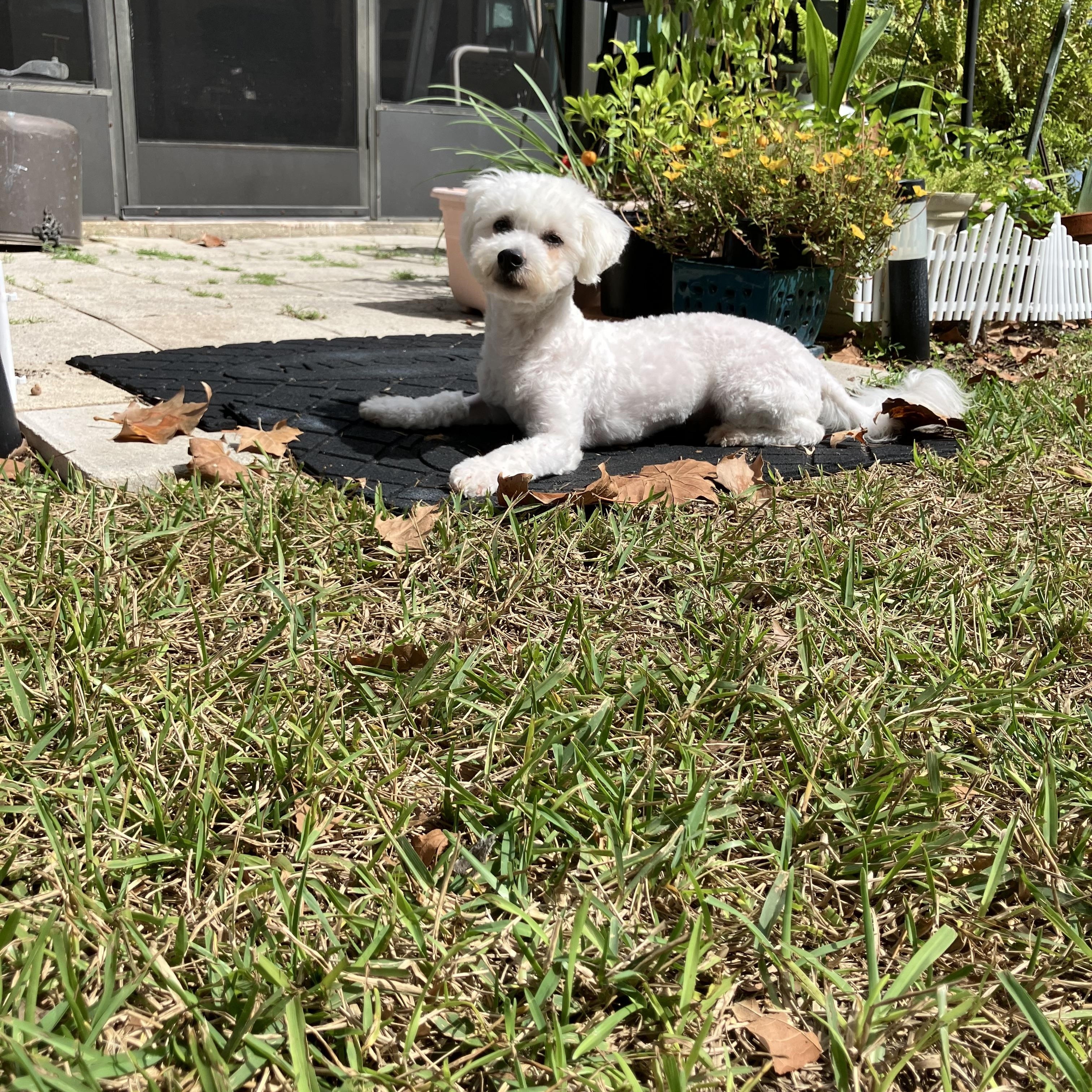 Enlarge Winter, a Adoptable mixed breed in Bradenton, FL image 6/6