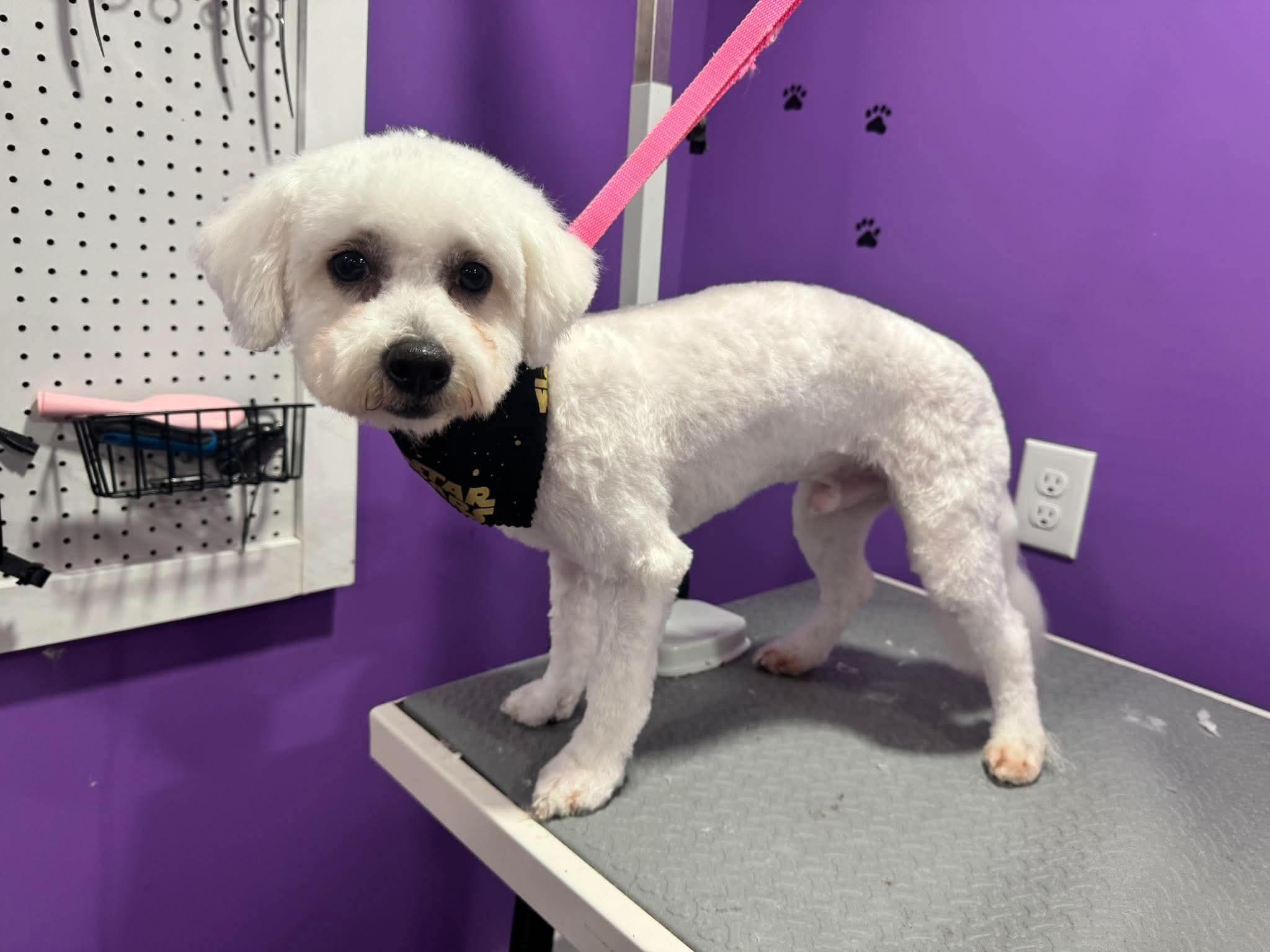 Enlarge Winter, a Adoptable mixed breed in Bradenton, FL image 2/6