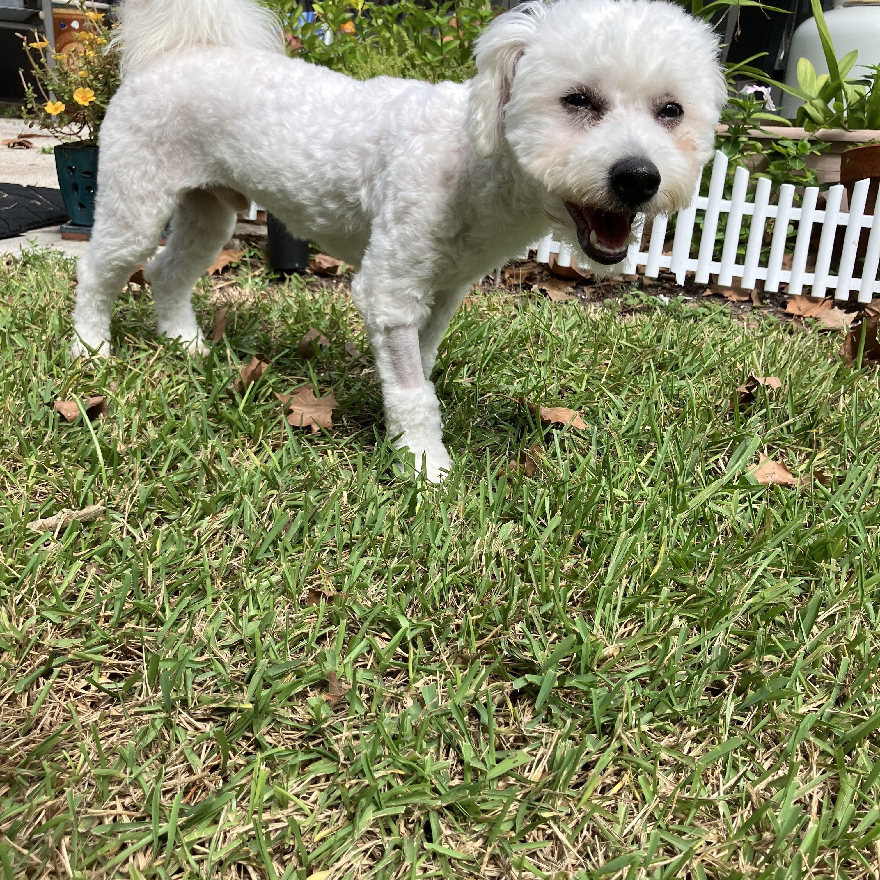Enlarge Winter, a Adoptable mixed breed in Bradenton, FL image 5/6