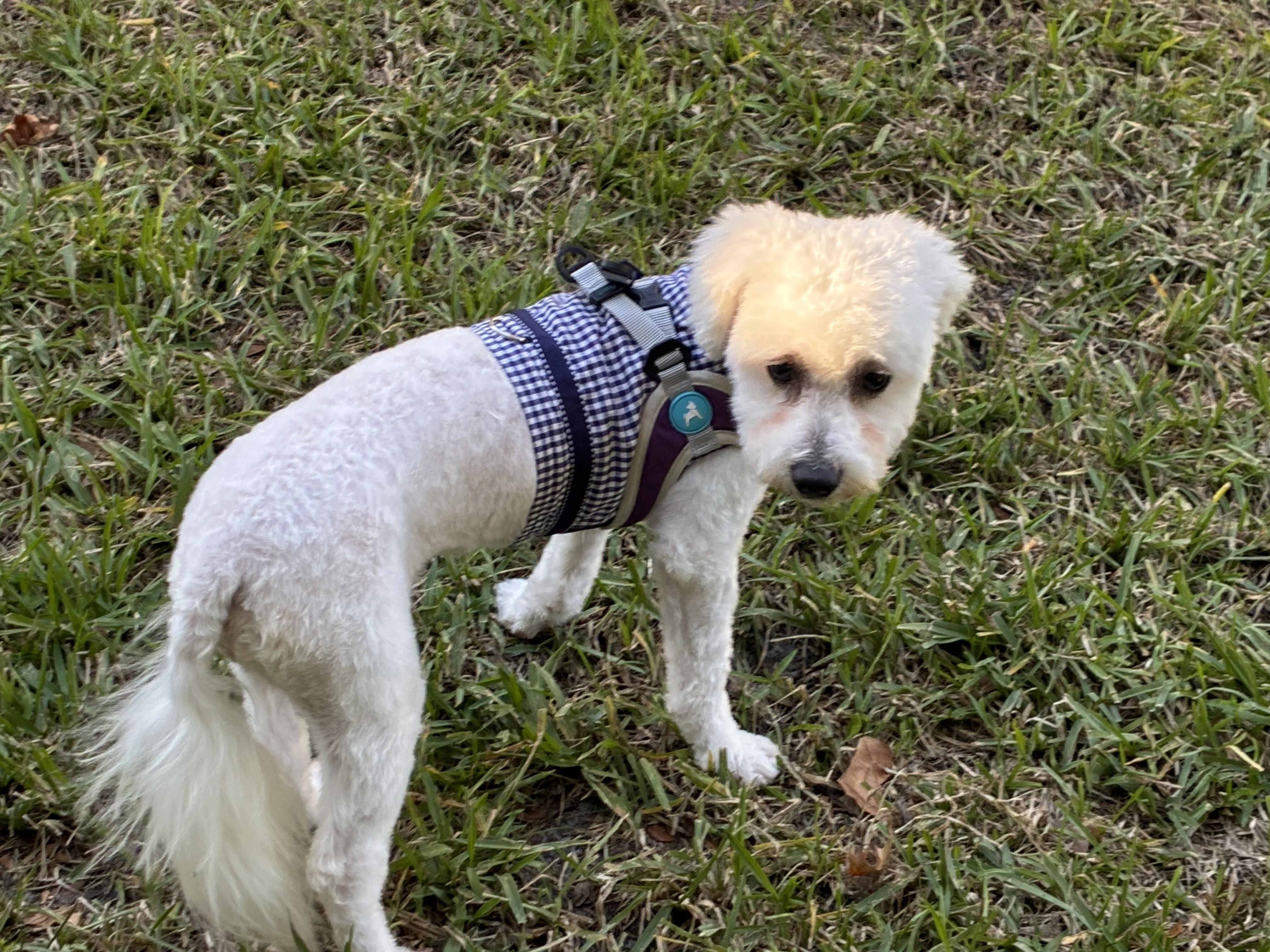 Enlarge Winter, a Adoptable mixed breed in Bradenton, FL image 3/6
