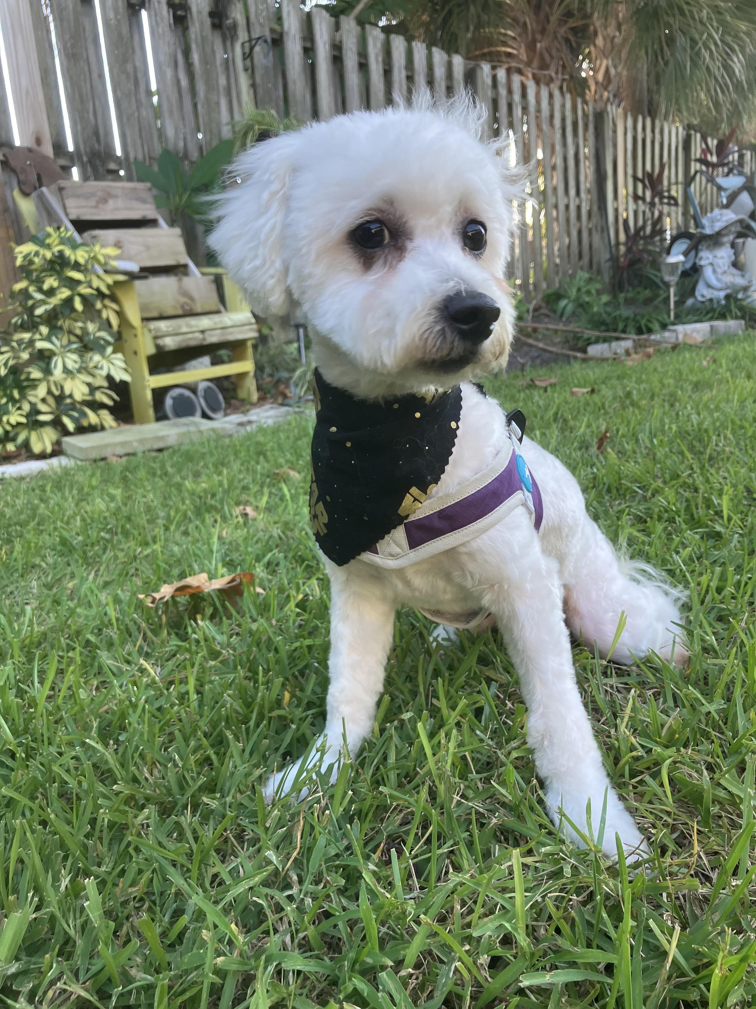 Enlarge Winter, a Adoptable mixed breed in Bradenton, FL image 1/6