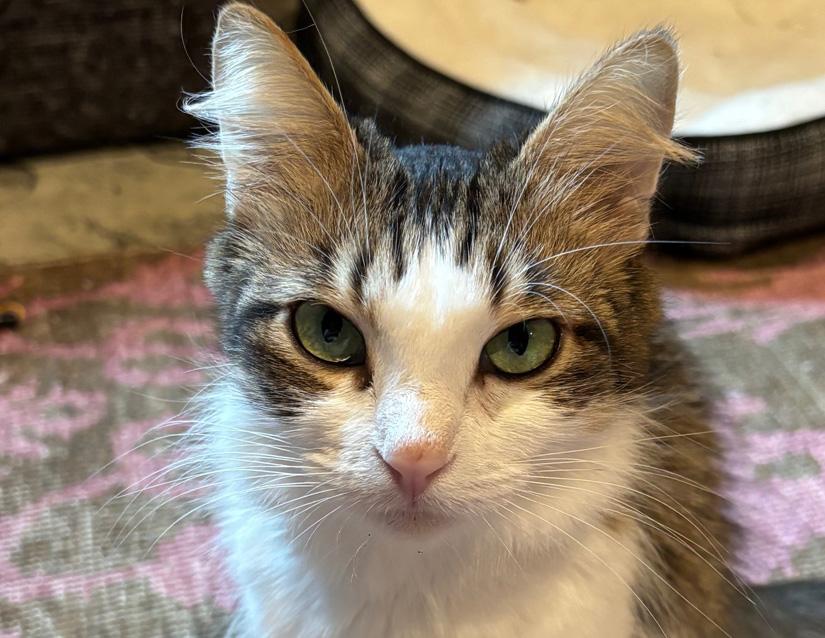 Enlarge London and Carey (BONDED PAIR), a Adoptable Domestic Short Hair in Columbus, IN image 2/3