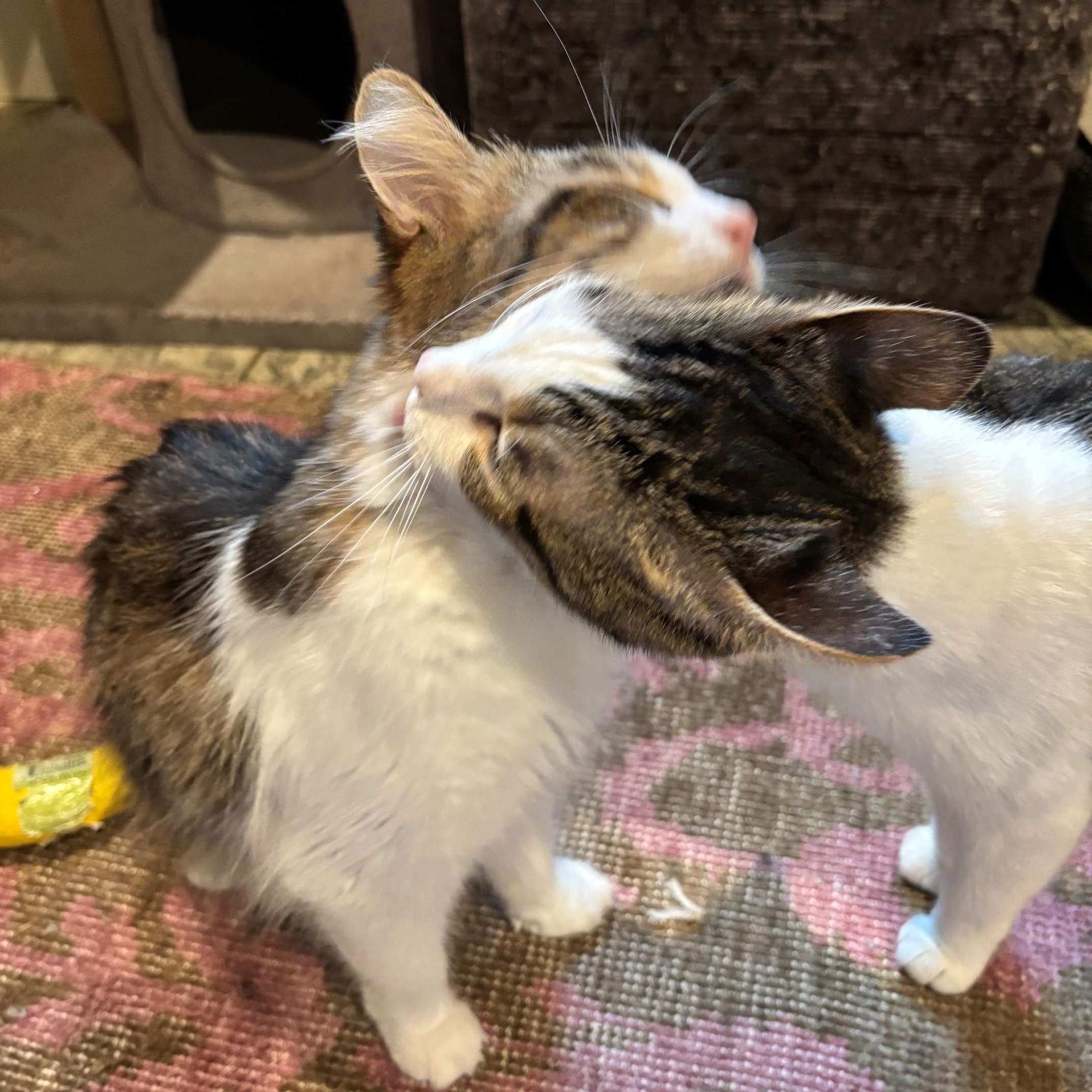 Enlarge London and Carey (BONDED PAIR), a Adoptable Domestic Short Hair in Columbus, IN image 1/3