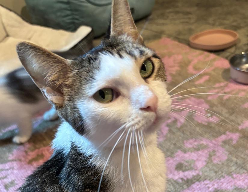 Enlarge London and Carey (BONDED PAIR), a Adoptable Domestic Short Hair in Columbus, IN image 3/3