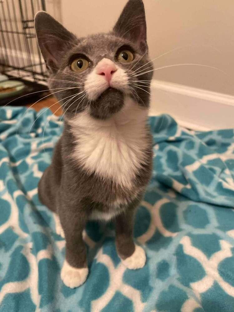 Enlarge Voodoo, a Adoptable Domestic Short Hair in Raleigh, NC image 1/3