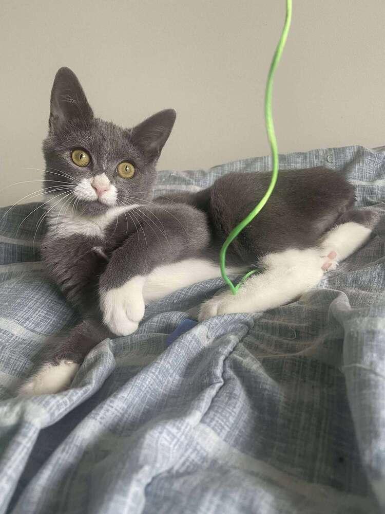 Enlarge Voodoo, a Adoptable Domestic Short Hair in Raleigh, NC image 2/3