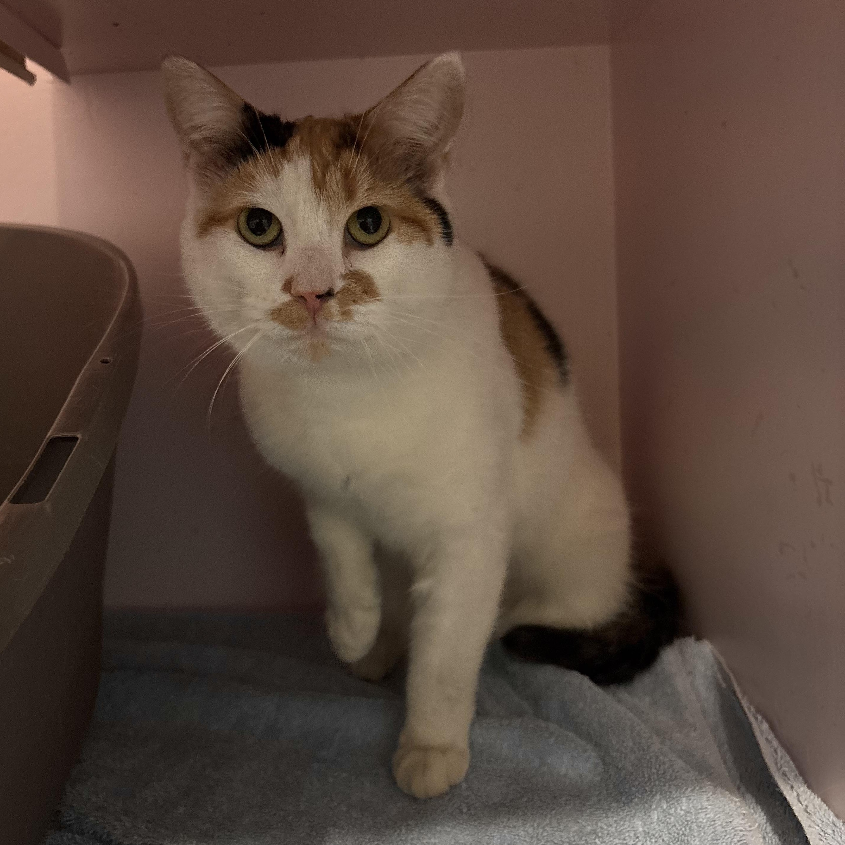 Dolly, an adopted Domestic Short Hair in Charleston, SC image 1/2