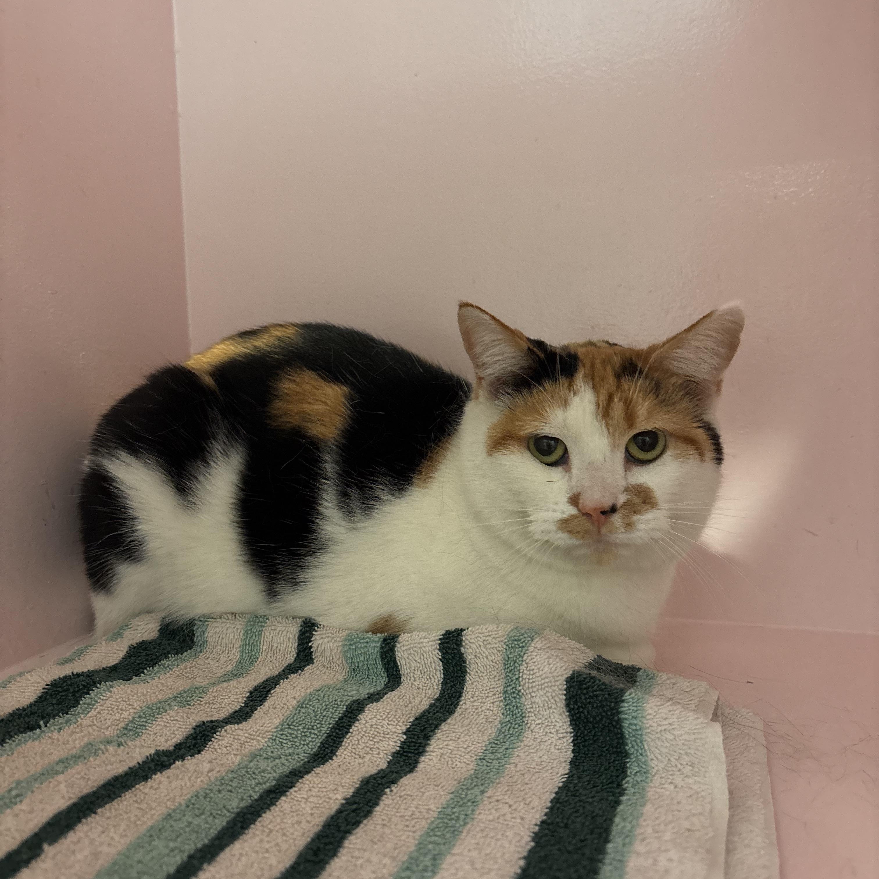 Dolly, an adopted Domestic Short Hair in Charleston, SC image 2/2