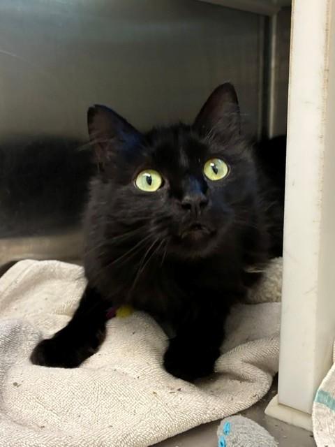 DIAMOND, Adoptable, Adult Female Domestic Long Hair.