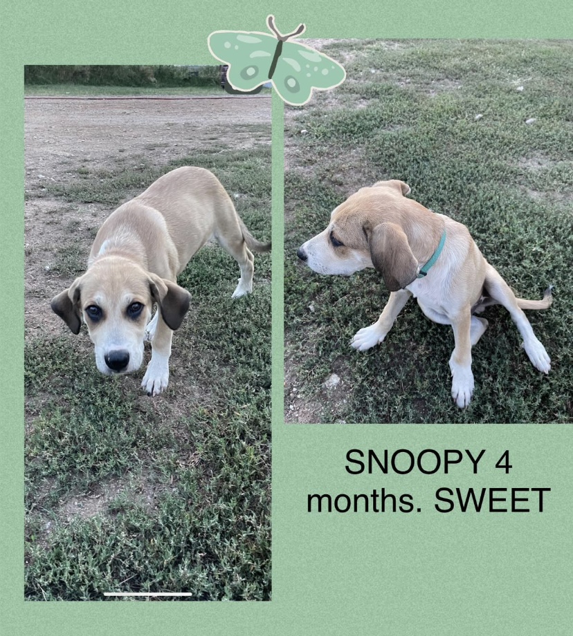 snoopy photo 1