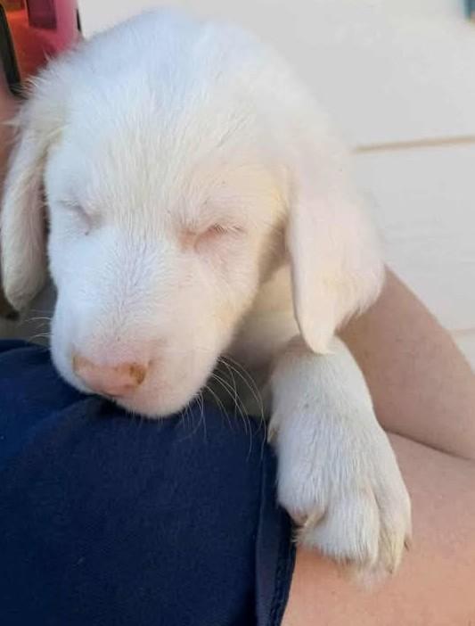 Chipotle (Chip) AKA Yeti, adopted, Puppy Male Mixed Breed.