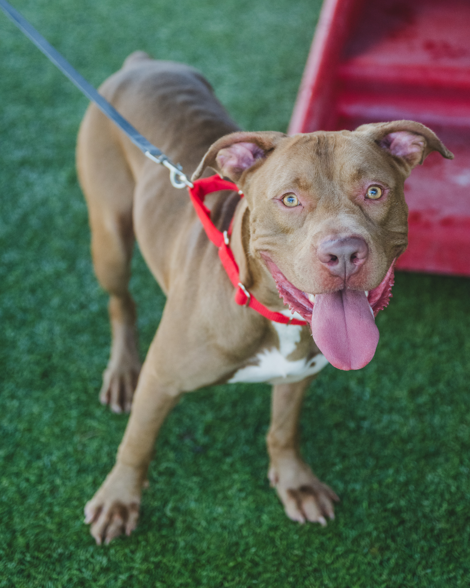 Papasito-TRAINED DOG