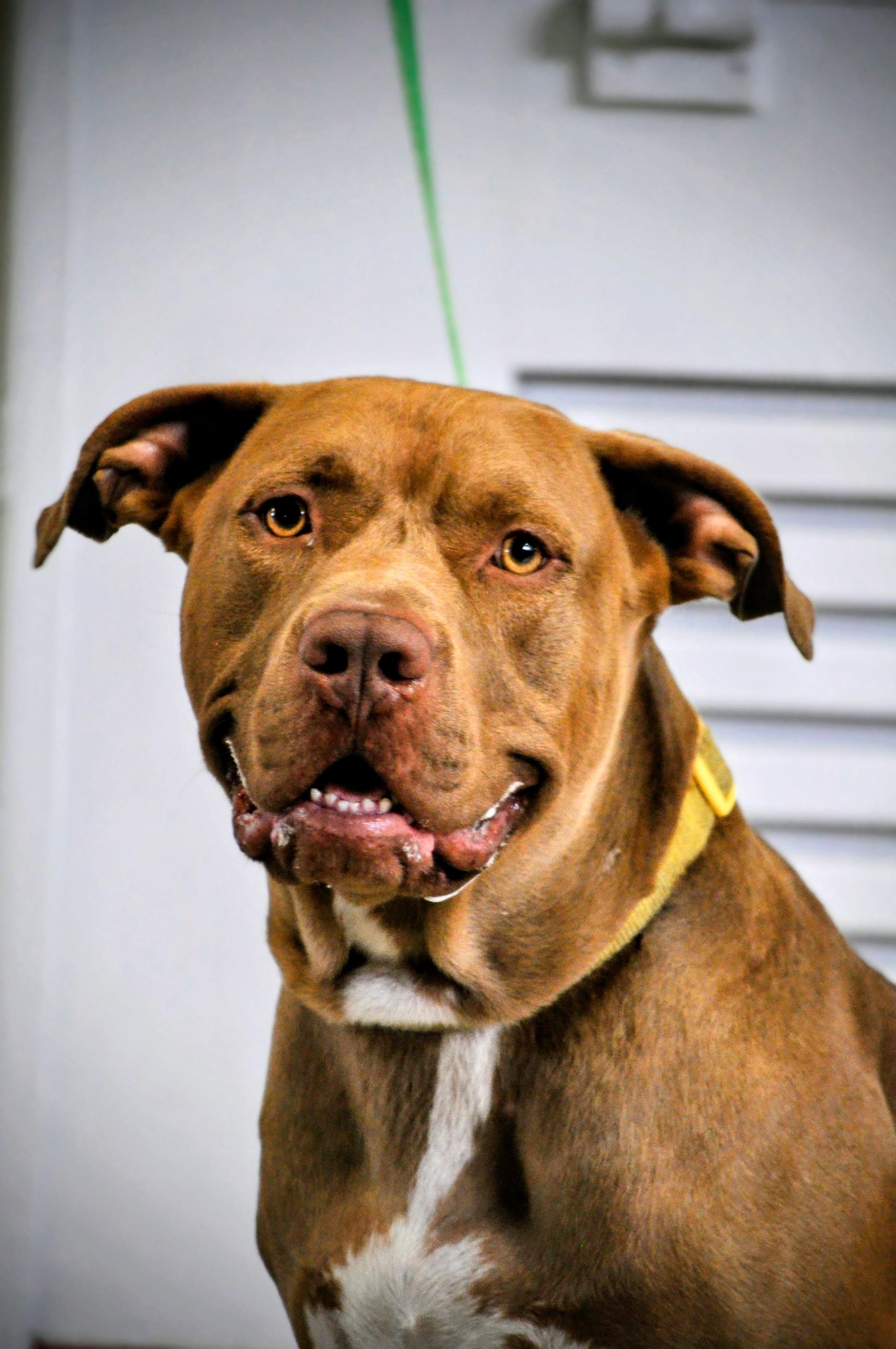 Papasito-TRAINED DOG, Adoptable, Young Male Pit Bull Terrier & Mixed Breed.
