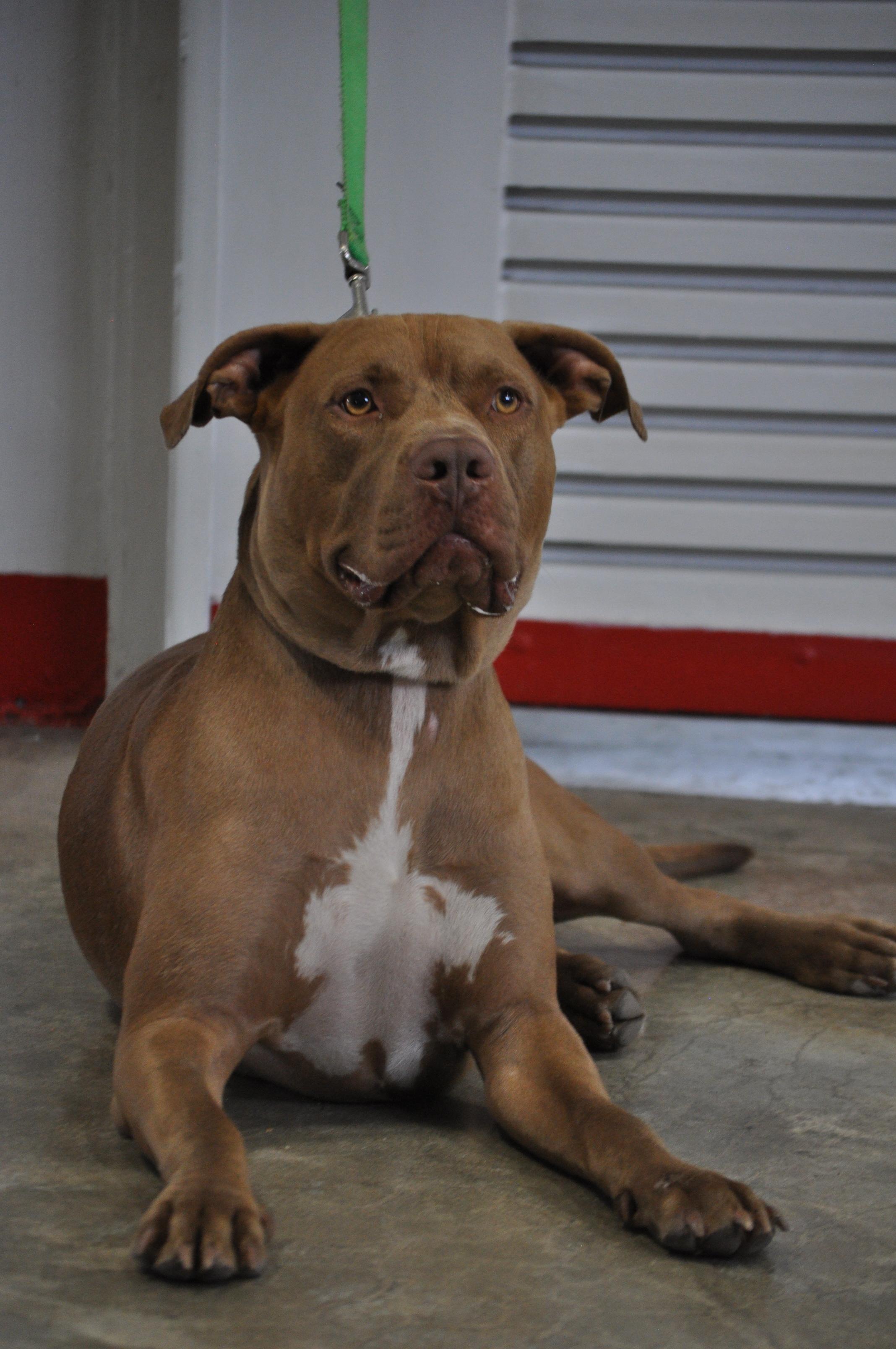 Papasito-TRAINED DOG, Adoptable, Young Male Pit Bull Terrier & Mixed Breed.