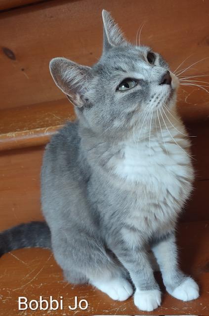 Enlarge Bobbi Jo, a Adoptable Domestic Short Hair in Fredericton, NB image 2/2