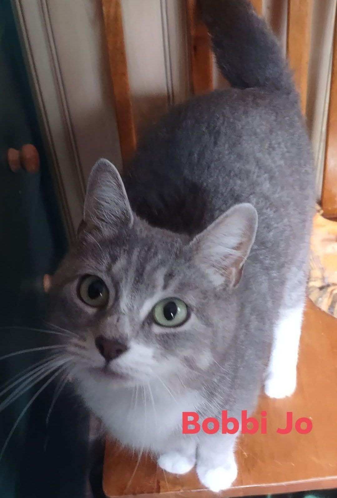 Enlarge Bobbi Jo, a Adoptable Domestic Short Hair in Fredericton, NB image 1/2