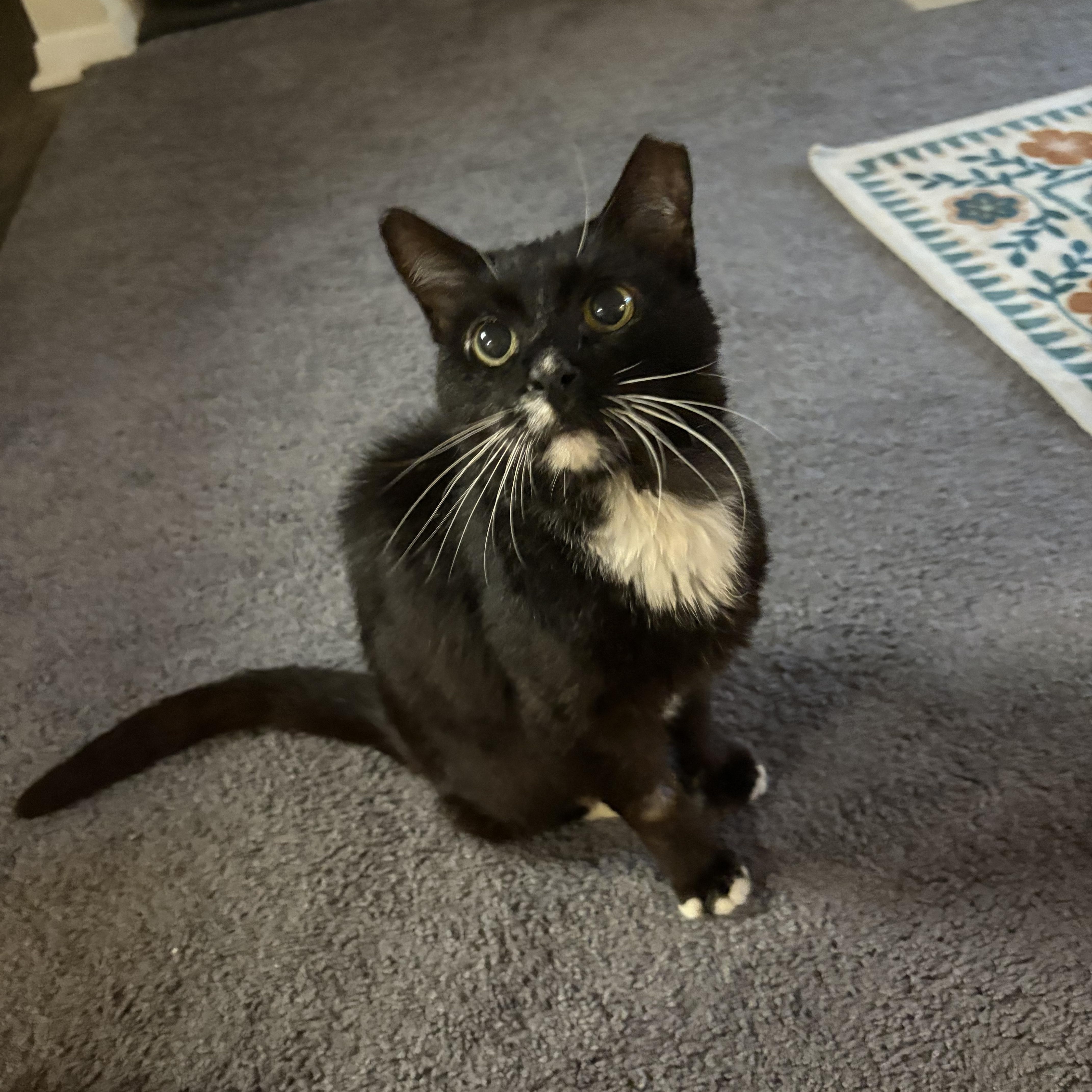 Clovis, a ADOPTABLE Domestic Short Hair in Avondale Estates, GA image 1/6