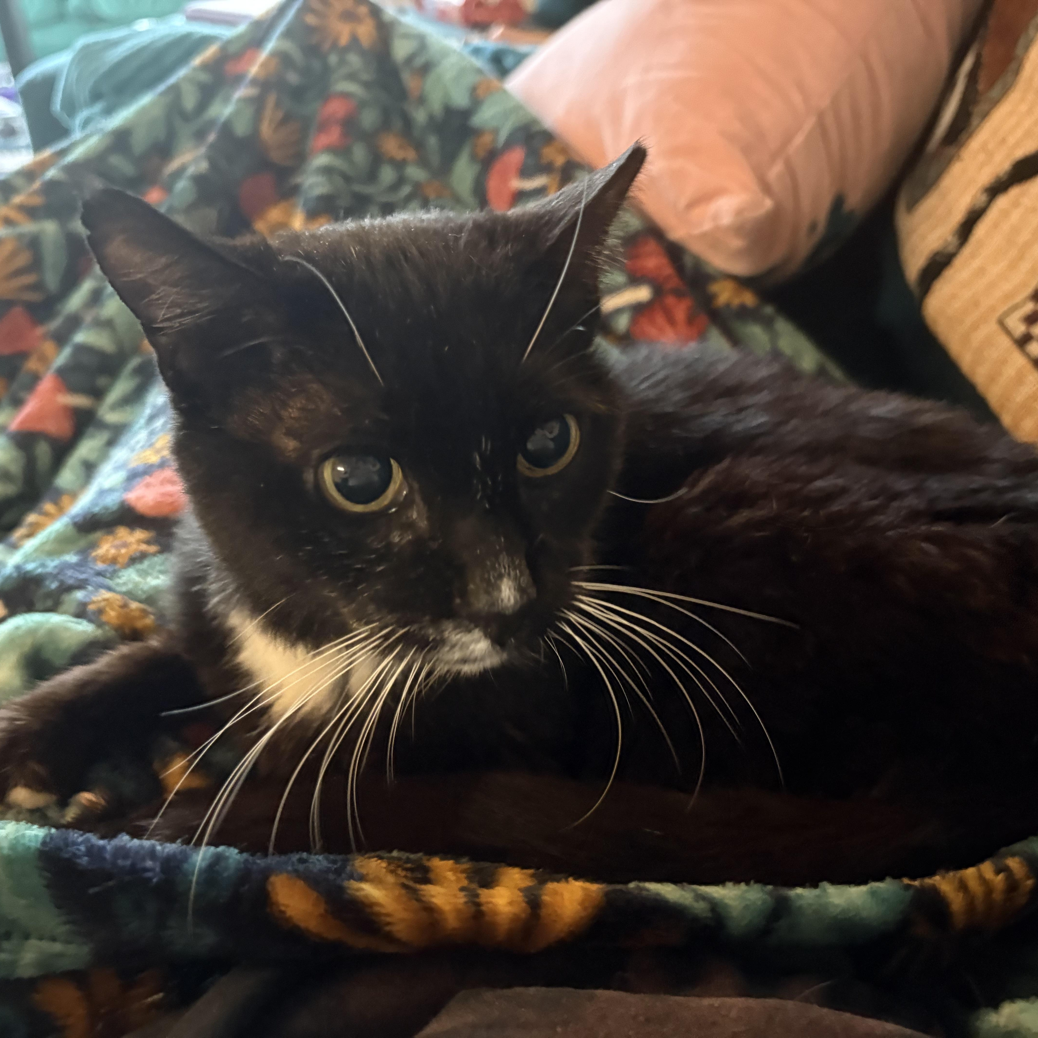 Clovis, a ADOPTABLE Domestic Short Hair in Avondale Estates, GA image 5/6