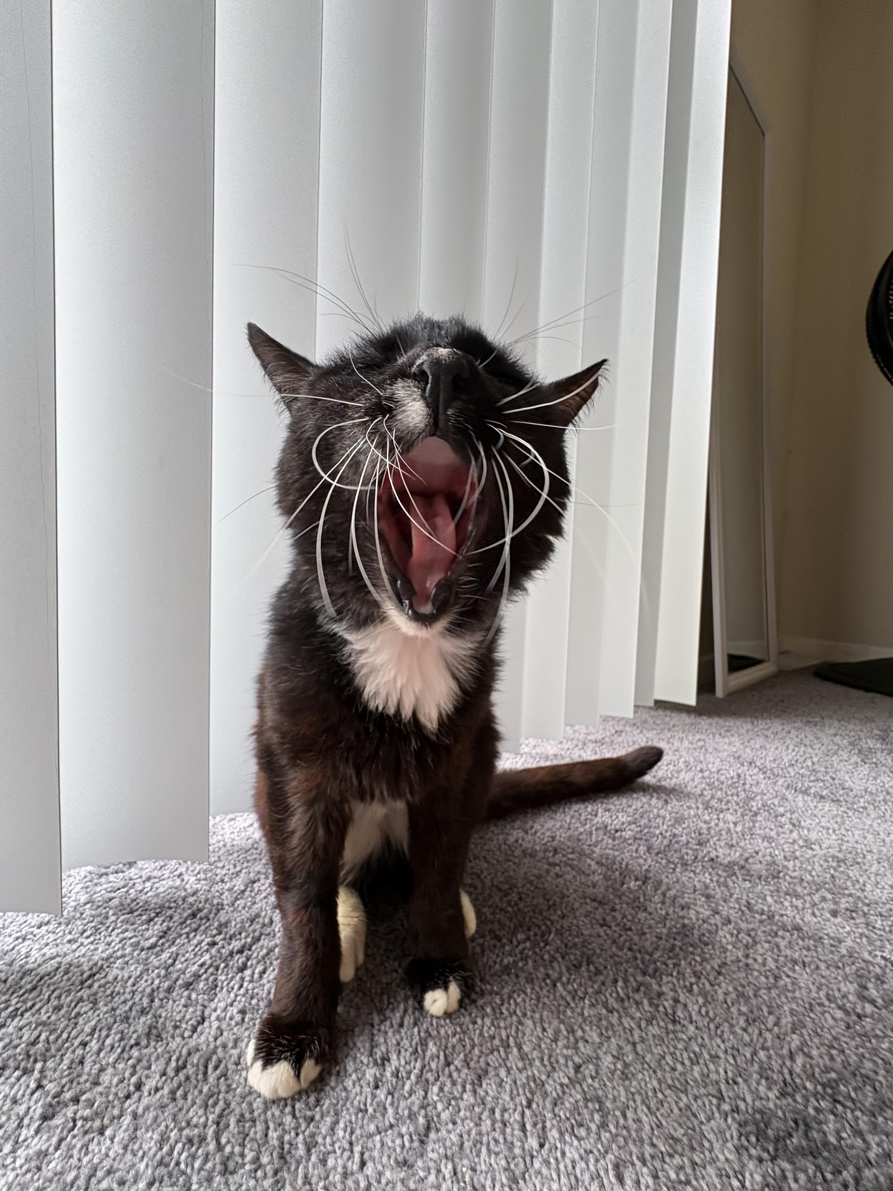 Clovis, ADOPTABLE, Senior Male Domestic Short Hair.