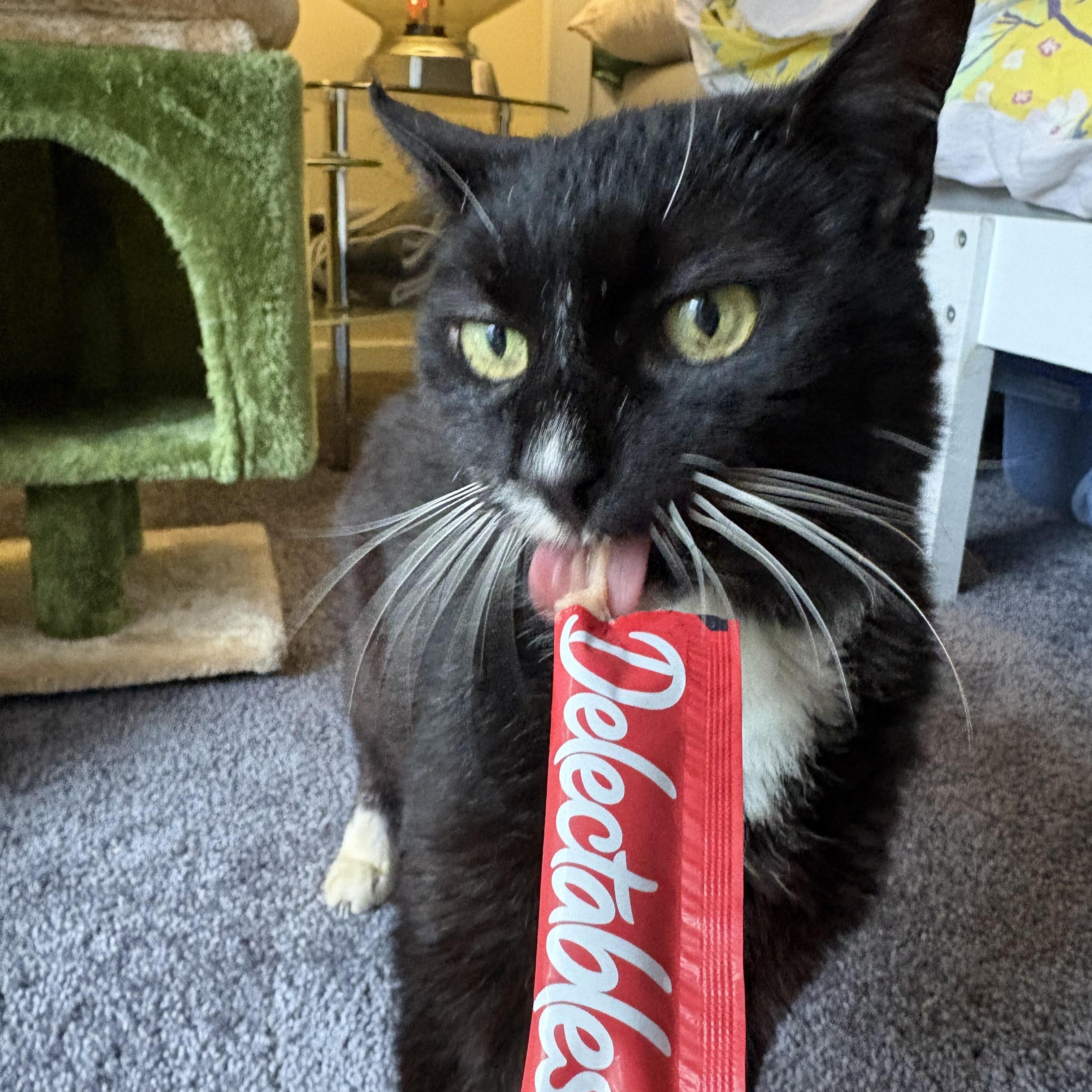 Clovis, a ADOPTABLE Domestic Short Hair in Avondale Estates, GA image 2/6