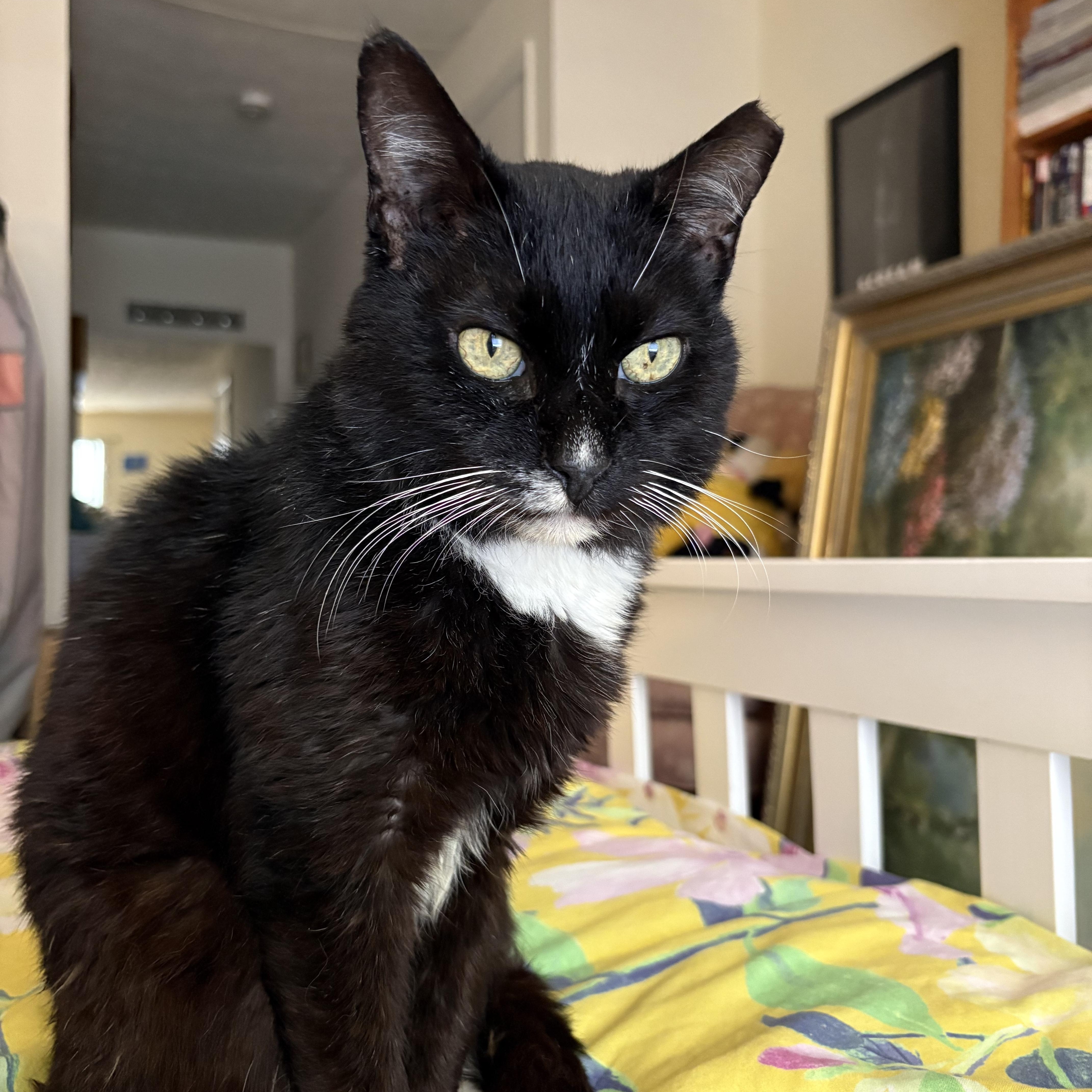 Clovis, a ADOPTABLE Domestic Short Hair in Avondale Estates, GA image 4/6