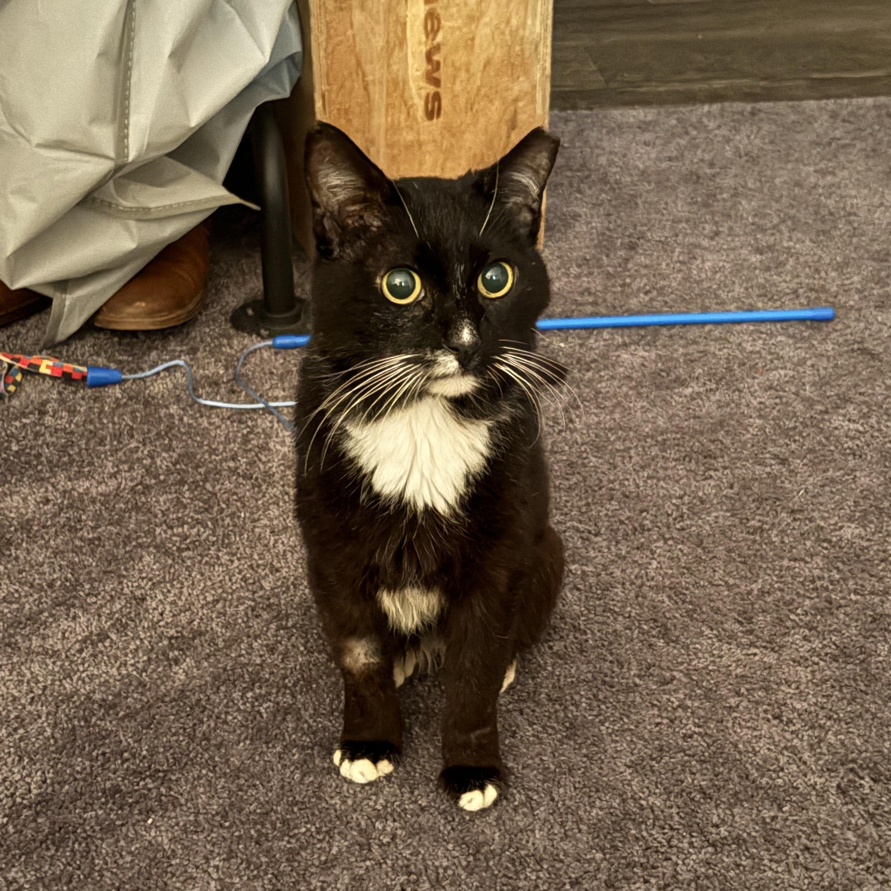 Clovis, a ADOPTABLE Domestic Short Hair in Avondale Estates, GA image 6/6