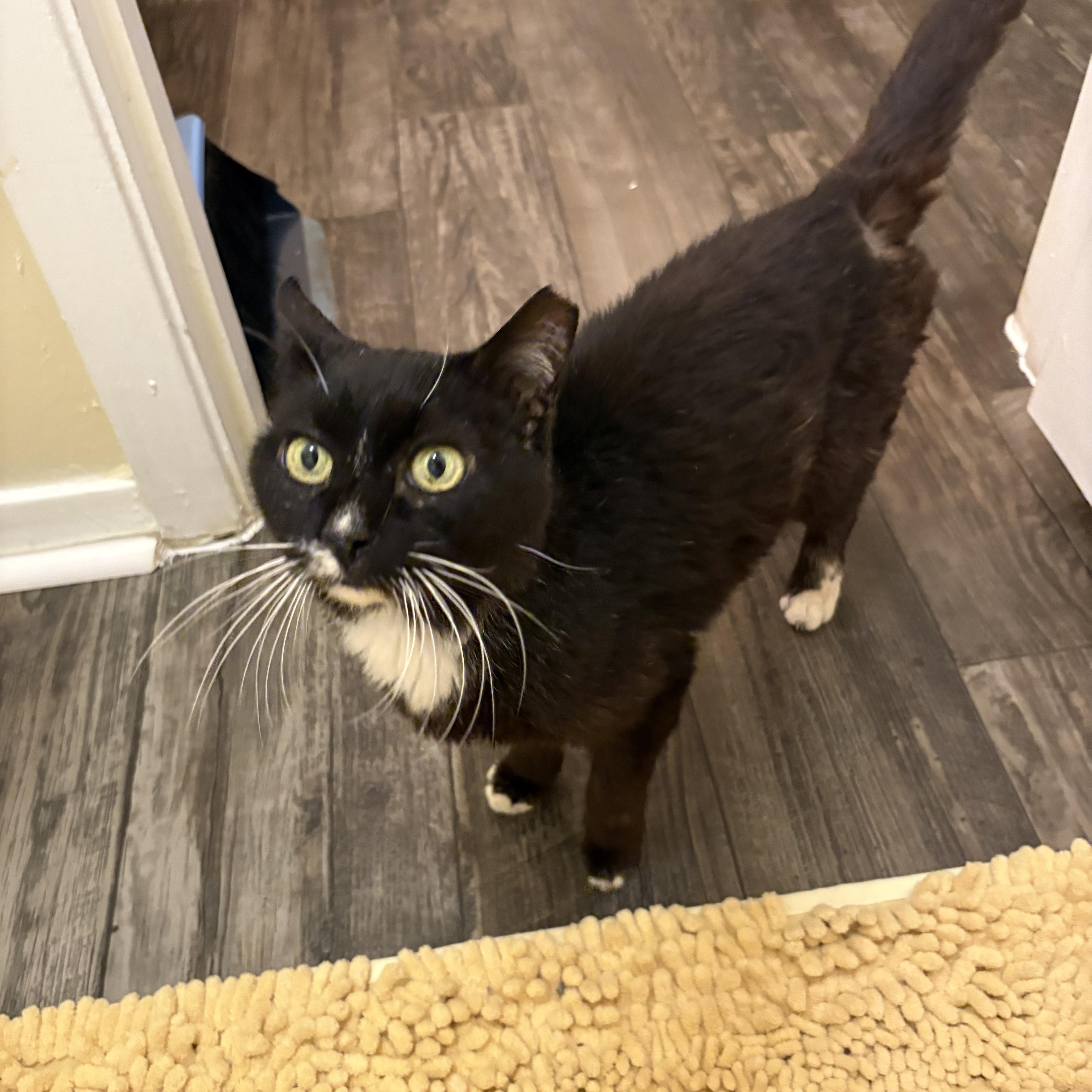 Clovis, a ADOPTABLE Domestic Short Hair in Avondale Estates, GA image 3/6