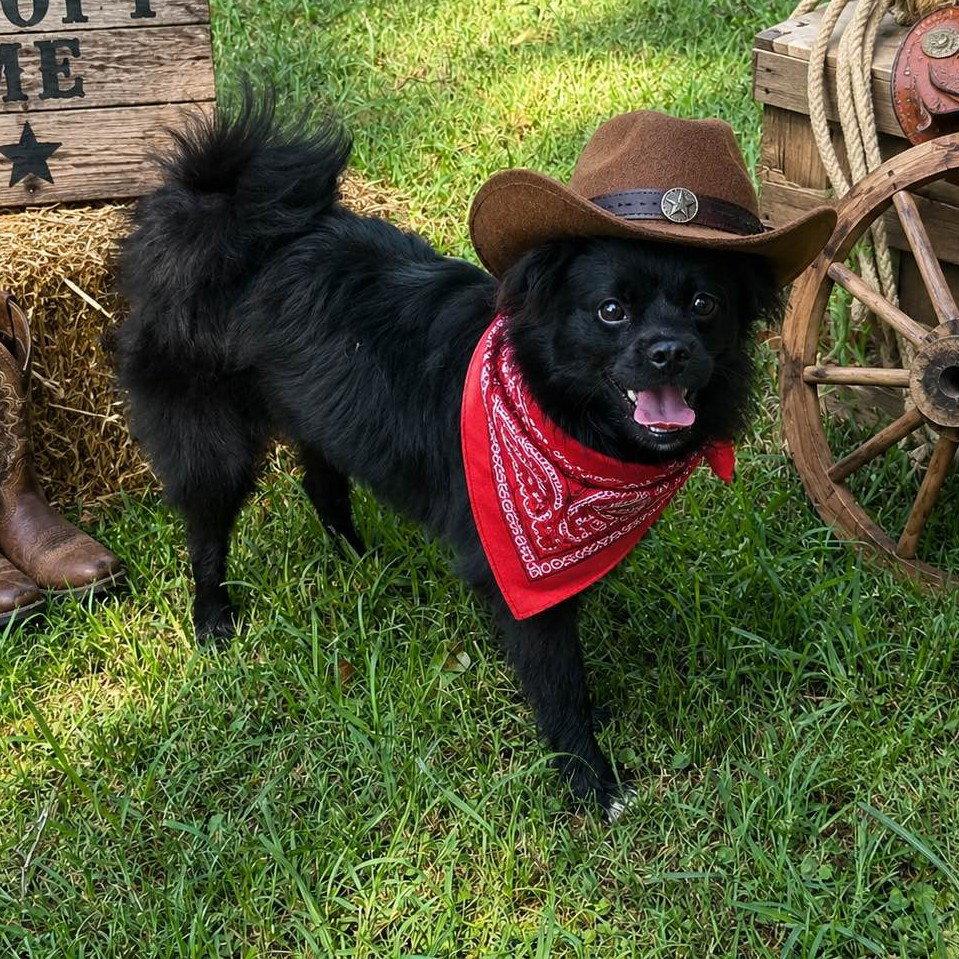 ASHER, a Adopted Tibetan Spaniel in Locust Fork, AL image 2/3