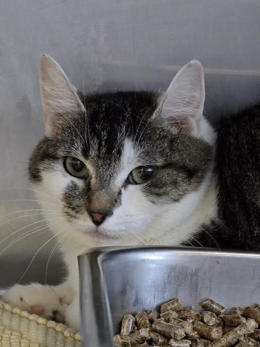 Hope, ADOPTABLE, Adult Female Domestic Short Hair.