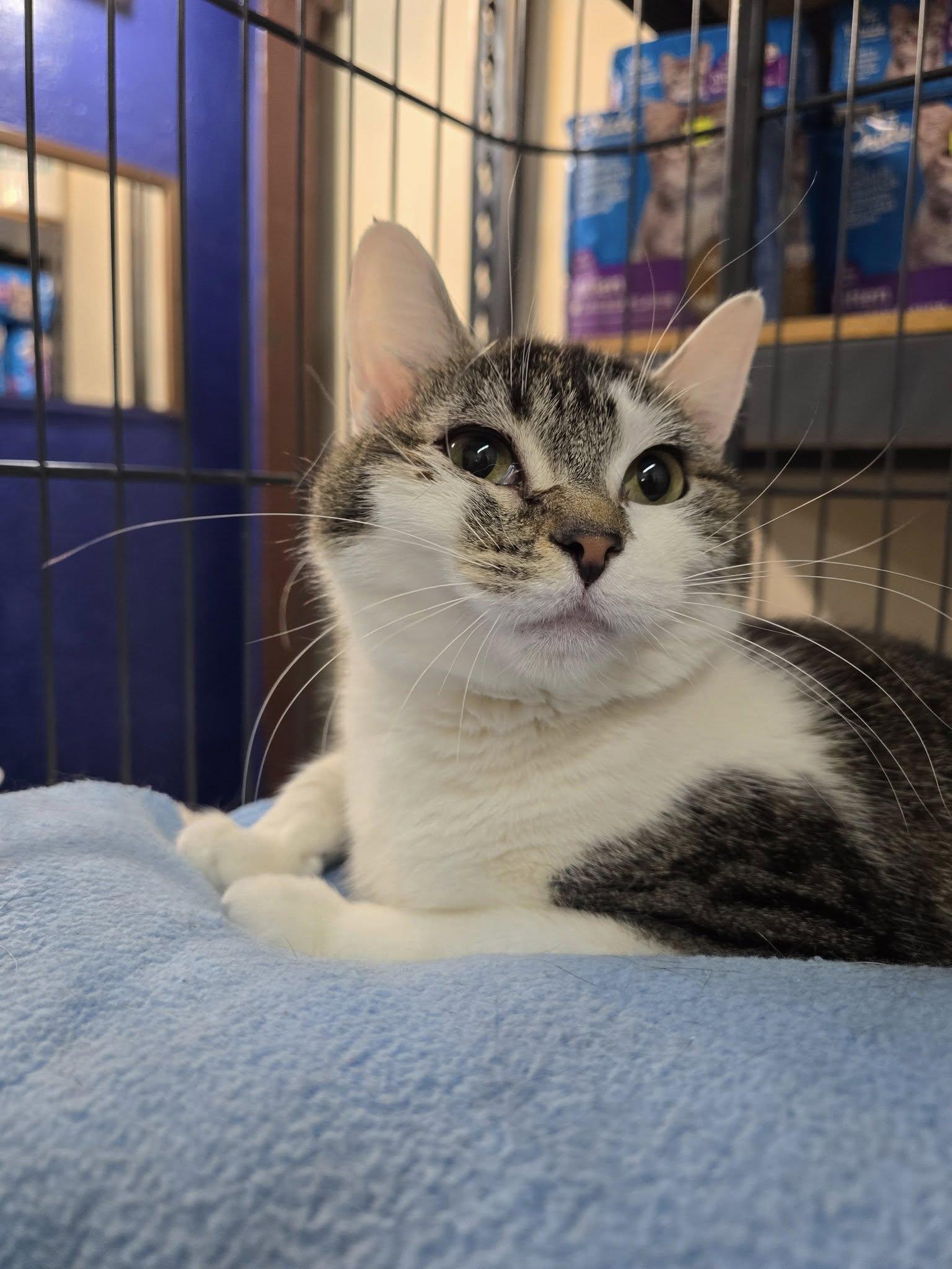 Hope, ADOPTABLE, Adult Female Domestic Short Hair.