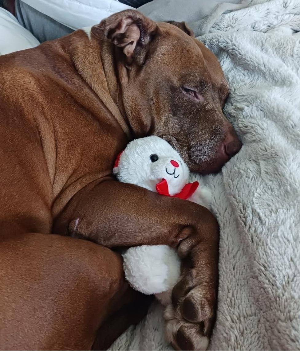 Enlarge Sasha, a Adoptable American Staffordshire Terrier in coral gables, FL image 1/4