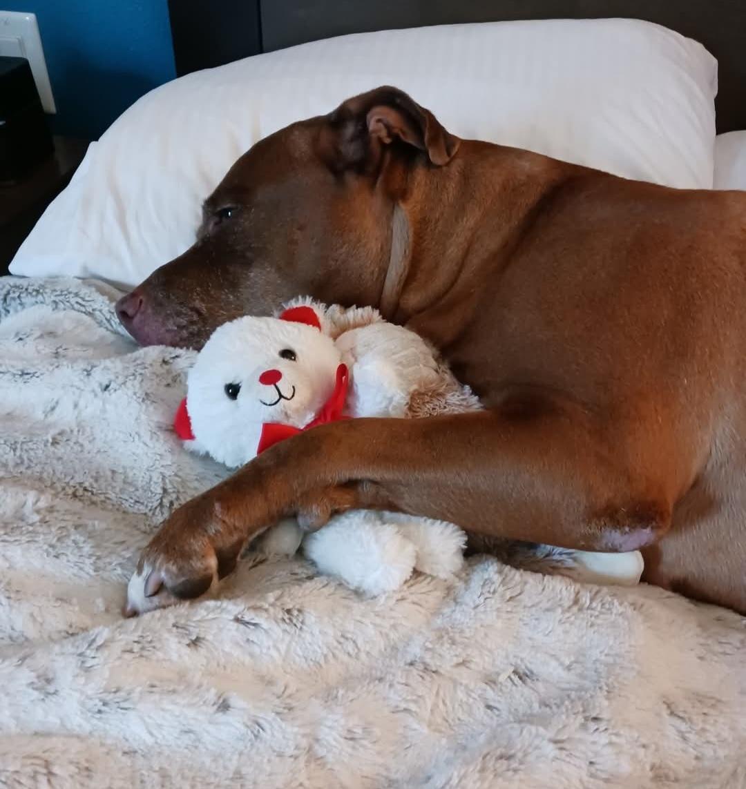 Enlarge Sasha, a Adoptable American Staffordshire Terrier in coral gables, FL image 3/4