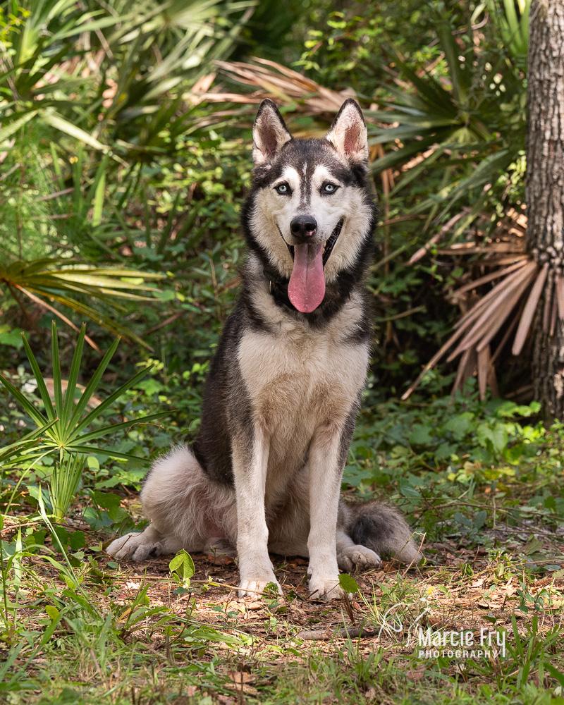 Enlarge Togo, a ADOPTABLE mixed breed in Lake Helen, FL image 1/1