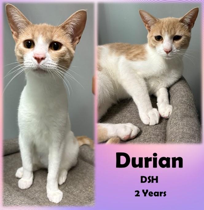 Durian