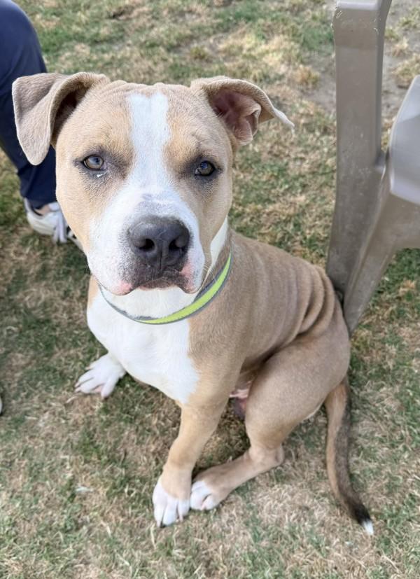 Enlarge Gator, a Adoptable mixed breed in Tulare, CA image 1/1