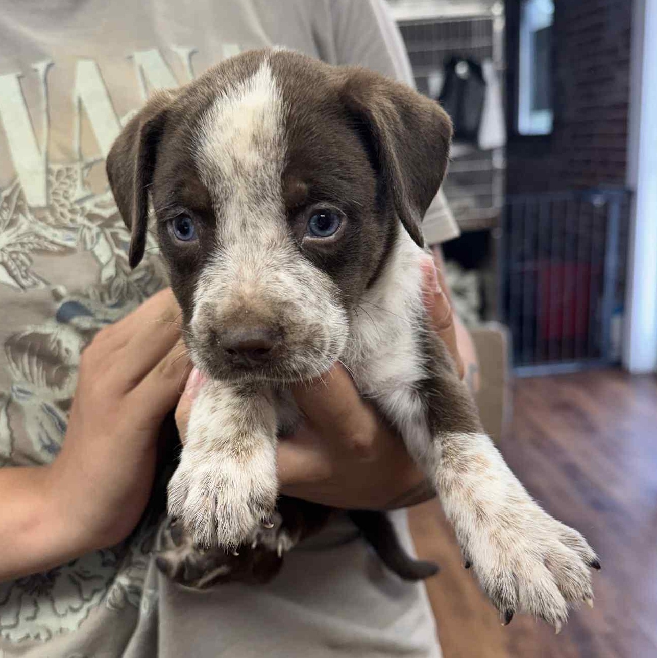 Meredith, Adopted, Puppy Female Australian Cattle Dog / Blue Heeler & American Staffordshire Terrier.