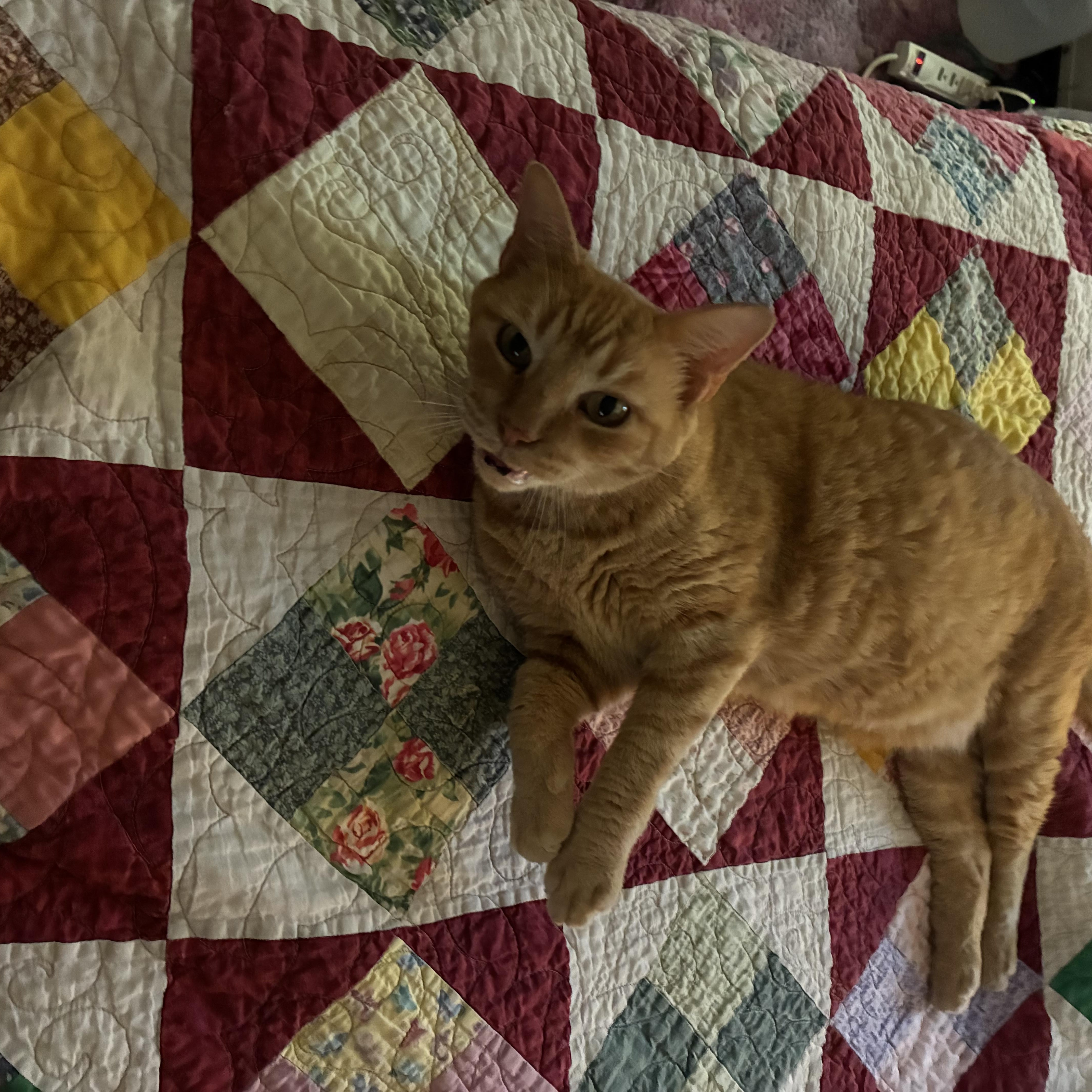 Enlarge Buttercup, a Adoptable Domestic Short Hair in san antonio, TX image 2/3