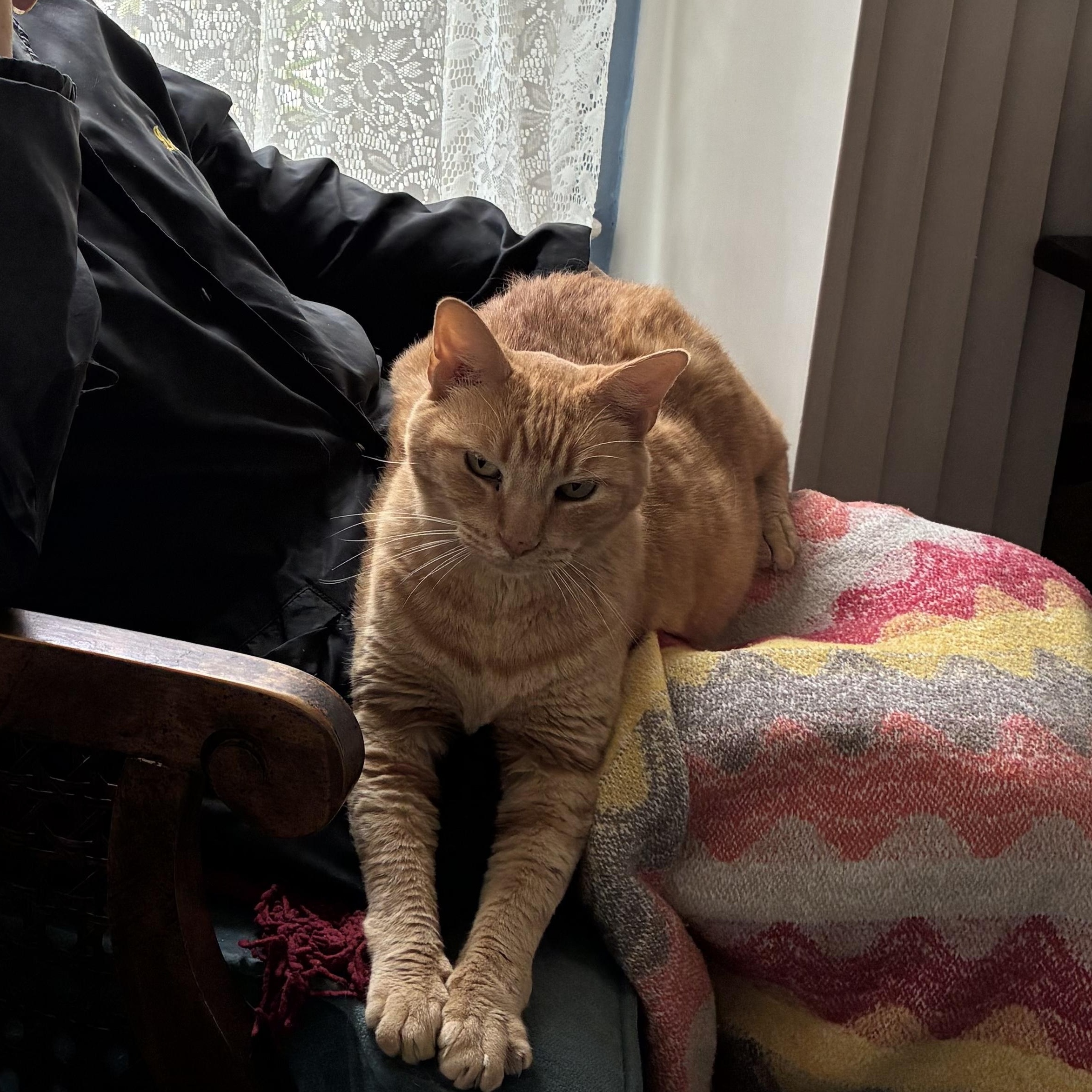 Enlarge Buttercup, a Adoptable Domestic Short Hair in san antonio, TX image 1/3