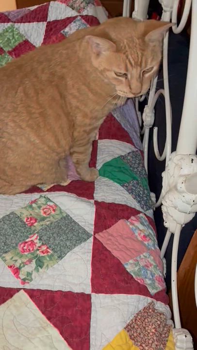 Enlarge Buttercup, a Adoptable Domestic Short Hair in san antonio, TX video 3/3