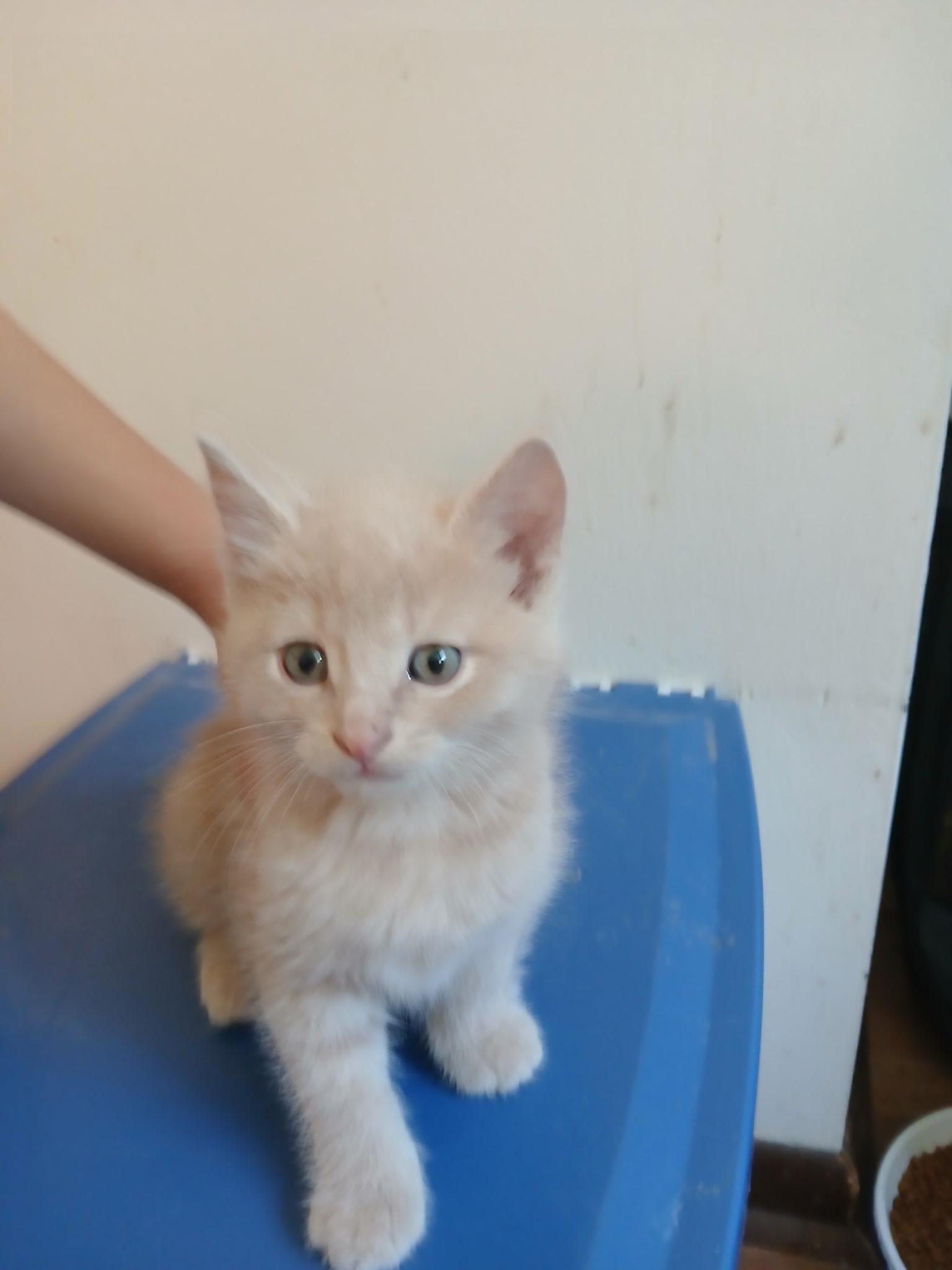 Stitch, an adopted Domestic Short Hair in Lemont, IL image 1/3