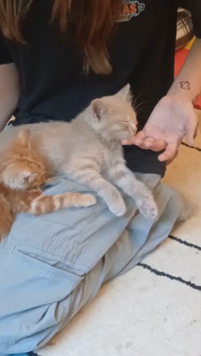 Enlarge Stitch, an adopted Domestic Short Hair in Lemont, IL video 3/3