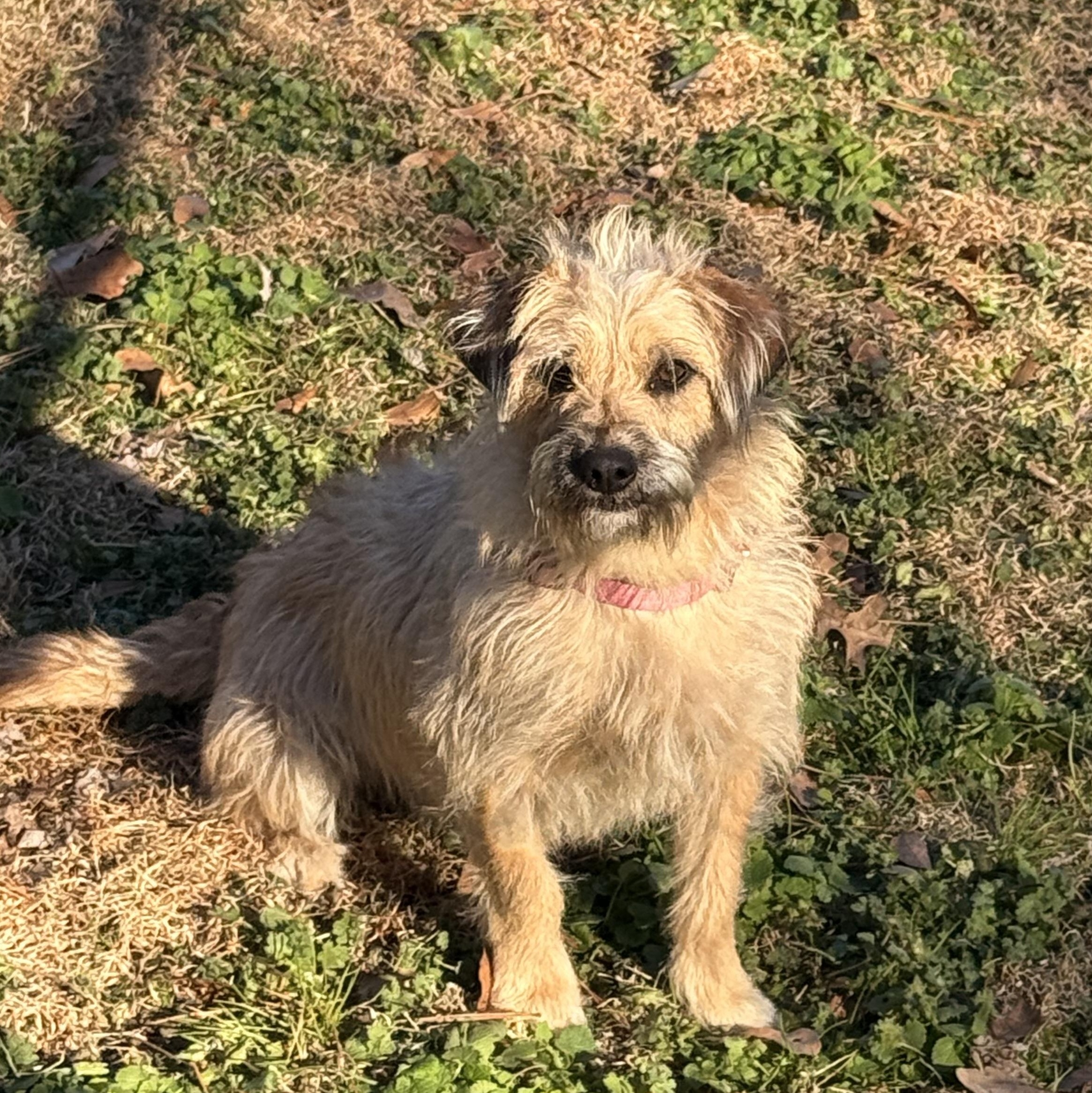 Enlarge Kruz, a ADOPTABLE mixed breed in Texarkana, TX image 5/6
