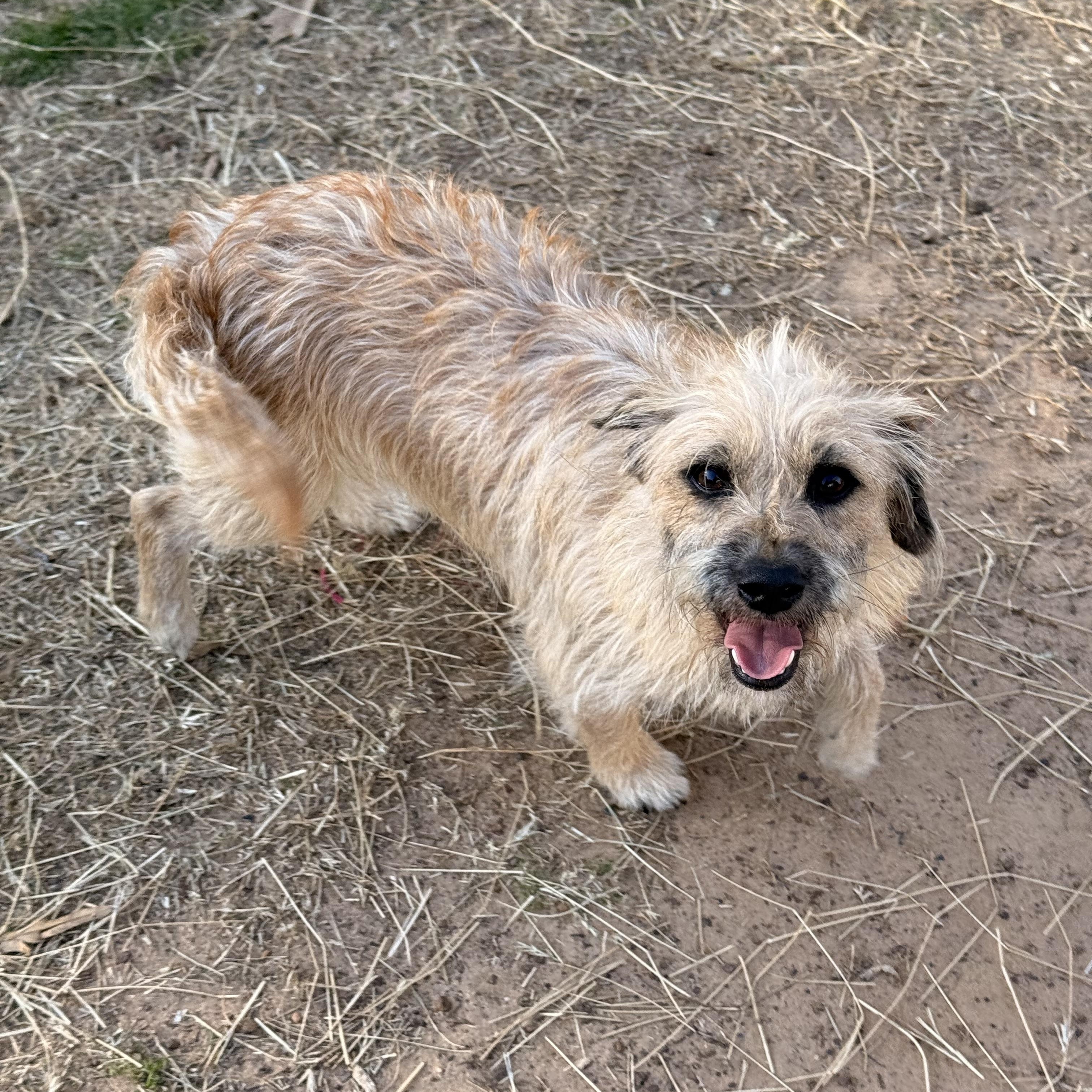 Enlarge Kruz, a ADOPTABLE mixed breed in Texarkana, TX image 6/6