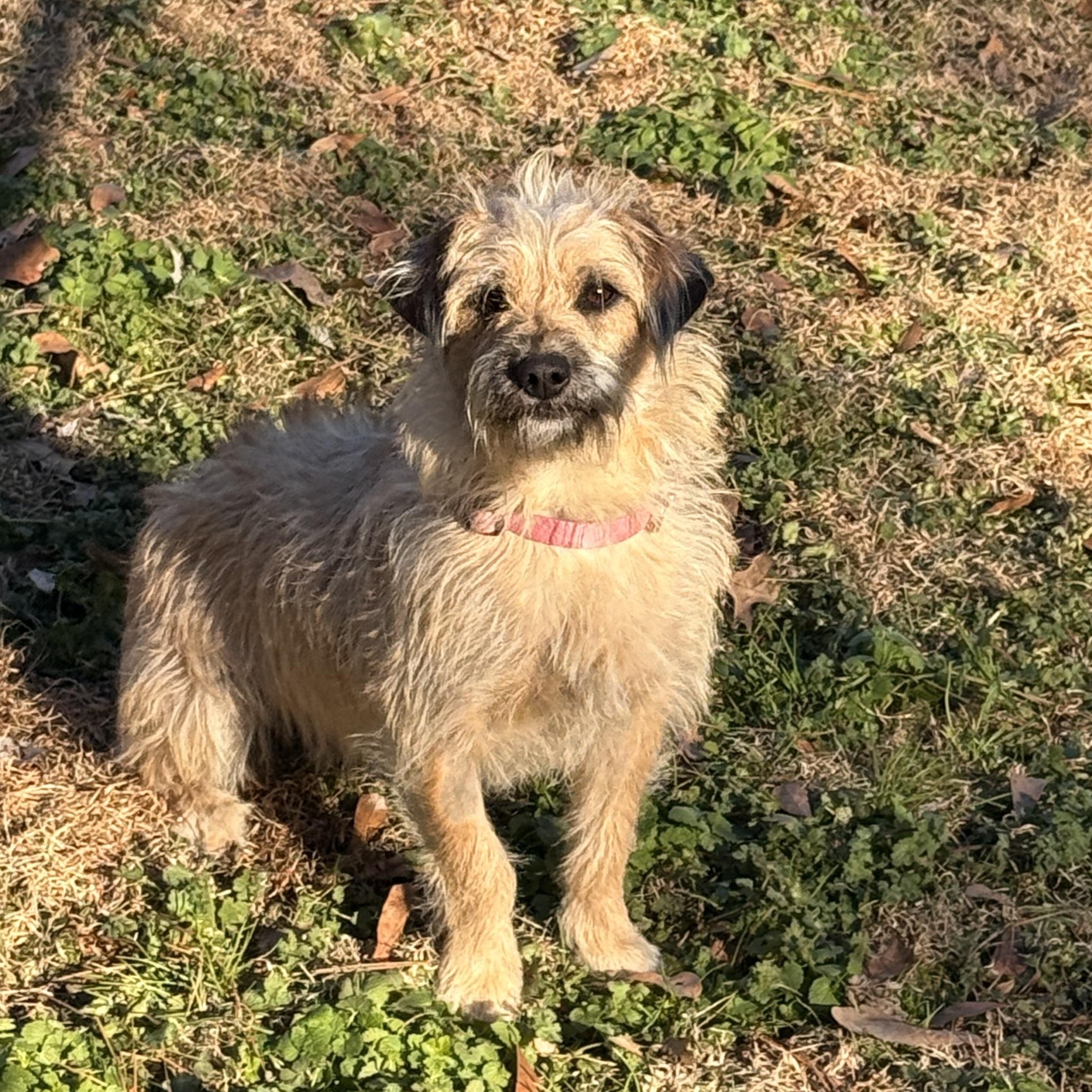 Kruz, ADOPTABLE, Adult Male Cairn Terrier.