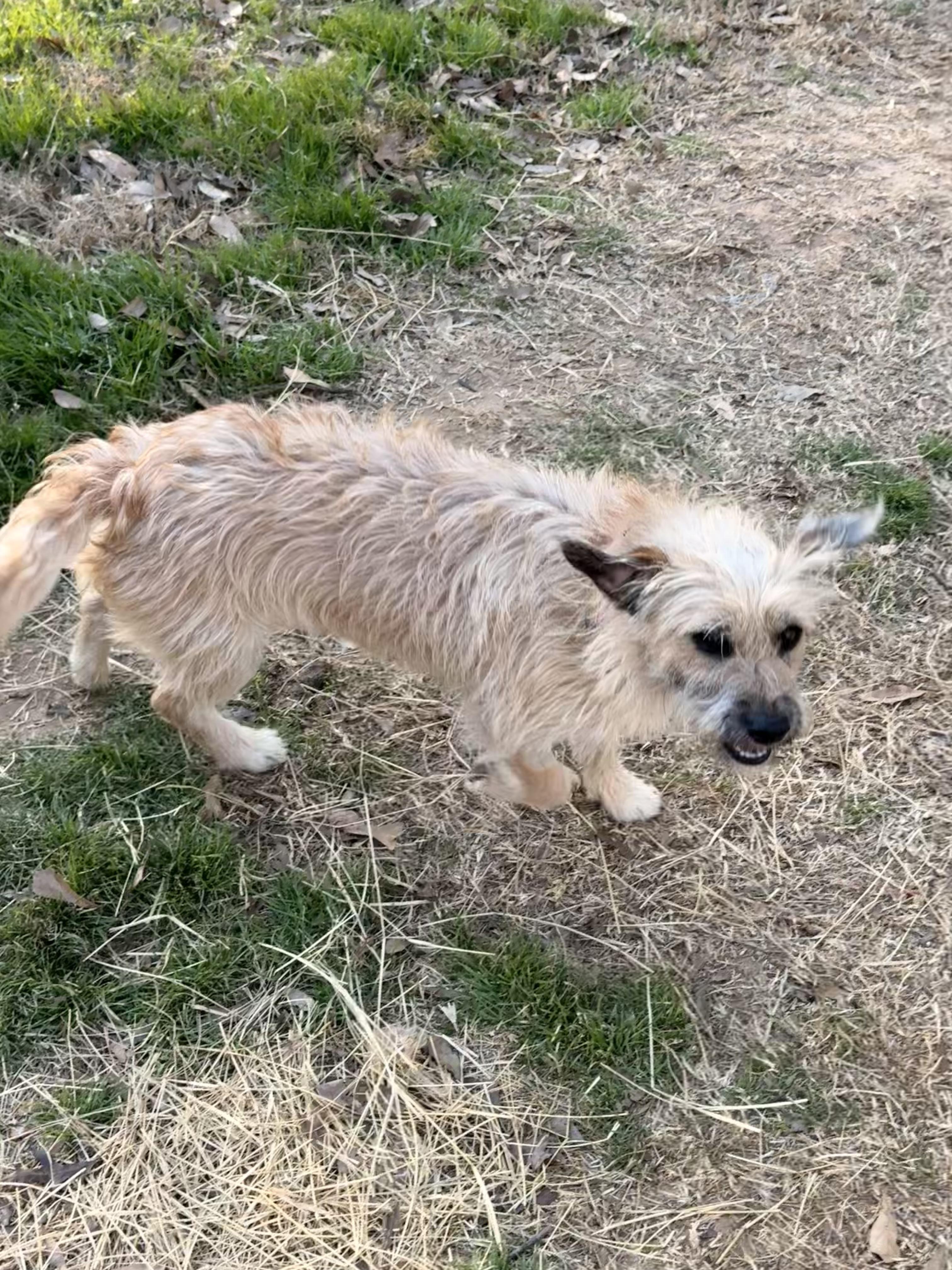 Enlarge Kruz, a ADOPTABLE mixed breed in Texarkana, TX image 4/6