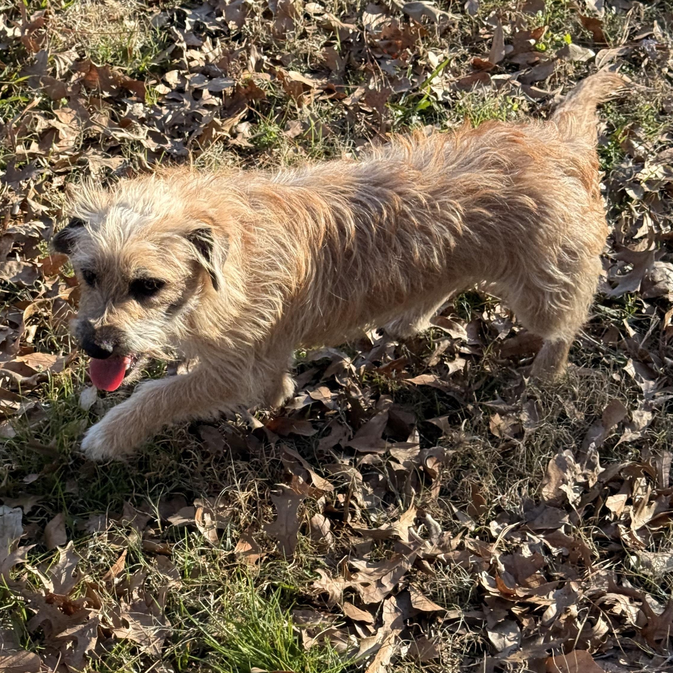 Enlarge Kruz, a ADOPTABLE mixed breed in Texarkana, TX image 3/6